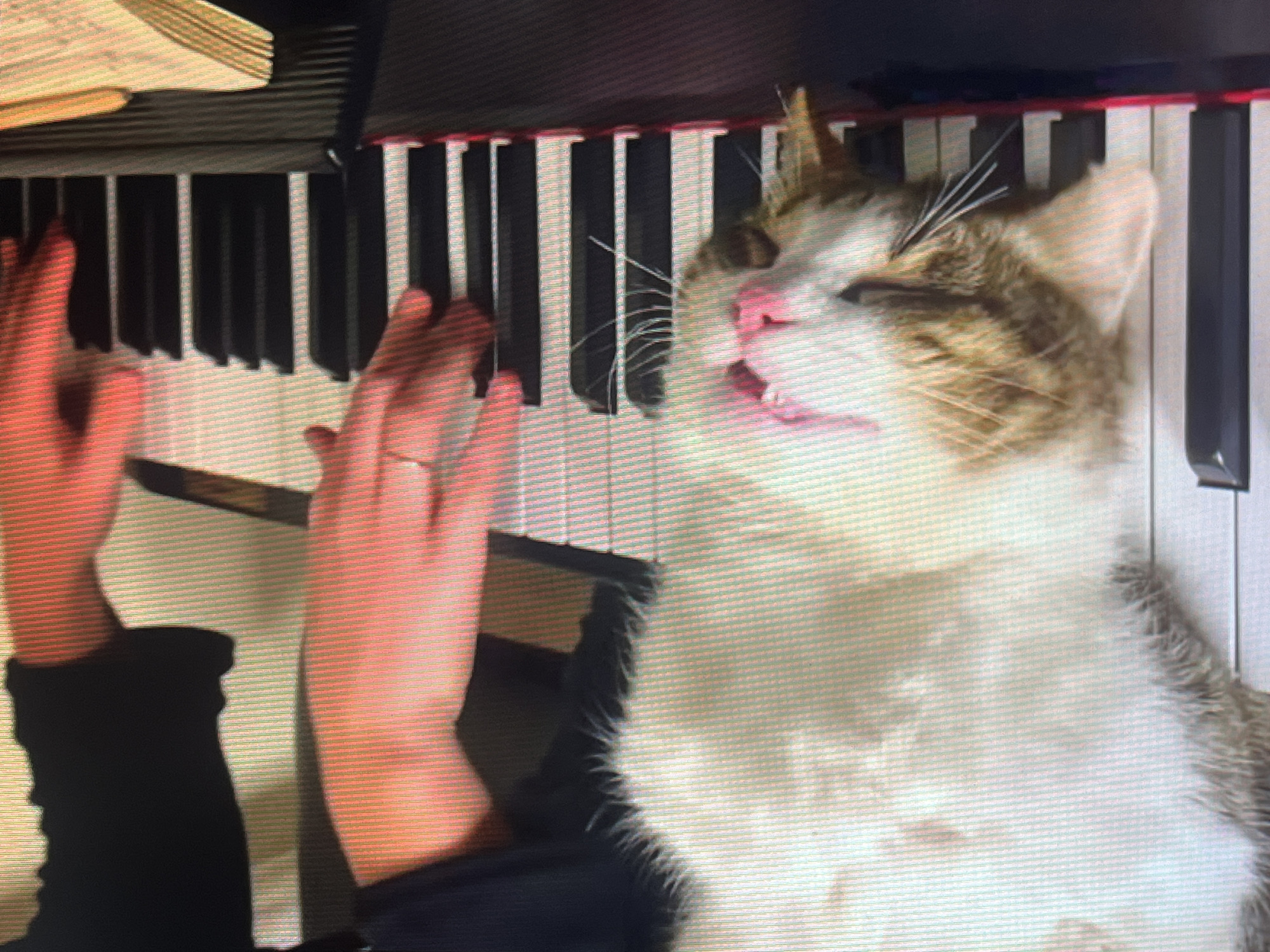 A top-down view captures a humorous scene of a person playing a piano with a cat on the keyboard. Two hands with light skin, one wearing a ring, are actively pressing the white and black keys. The person's arms are covered by dark, long-sleeved clothing. To the right, a tabby and white cat rests on the piano keys, its head tilted upwards with eyes closed and mouth wide open, appearing to meow or "sing" along dramatically. Its prominent white whiskers are visible. In the upper left corner, part of the piano's music stand holds what appears to be sheet music or a book. The image has a visible horizontal line pattern, suggesting it may be a photograph of a screen. There is no visible text.