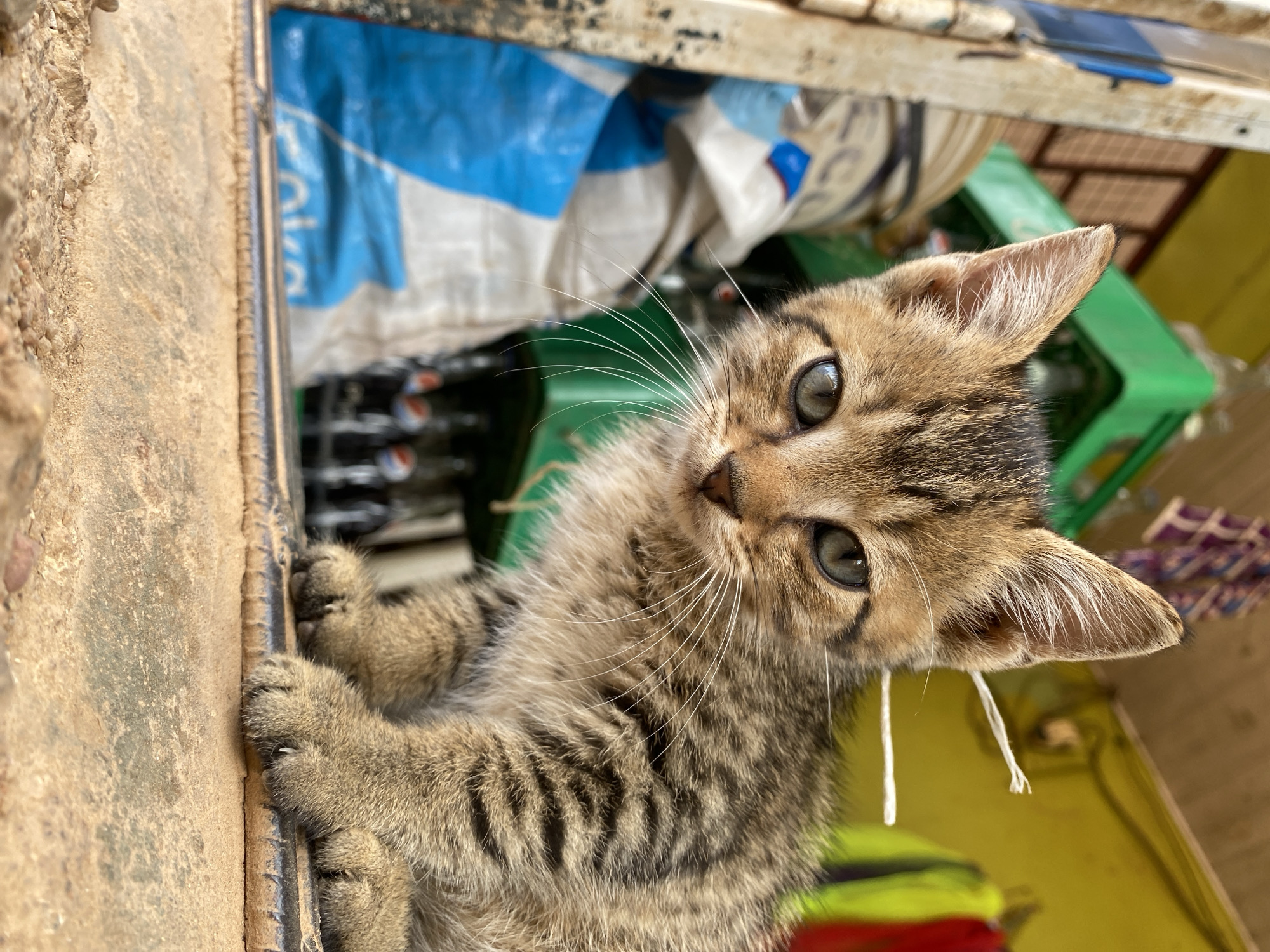 A curious tabby kitten is captured in a close-up shot, clinging to a rough, sandy-colored surface with its front paws and looking directly at the camera. The kitten has striking gray-green eyes and prominent white whiskers. Its fur is a mix of brown, black, and tan stripes.
The image is tilted, suggesting the kitten is either climbing up from a lower vantage point or the photo was taken at an angle. The foreground surface shows significant texture, appearing earthy and granular.
In the blurred background, a blue and white patterned object is visible, which appears to be a sack or bag. Partial white lettering on this object suggests the brand "PEPSI." Further in the background, hints of green objects, possibly plastic crates, and a bright yellow surface are discernible. There's also a dark, horizontal metal bar running across the frame. Near the kitten's right ear, two thin, white string-like objects are visible. The scene is brightly lit, indicating daytime. The kitten's expression is one of alertness and inquisitiveness. The overall setting appears to be a somewhat cluttered, informal area.
