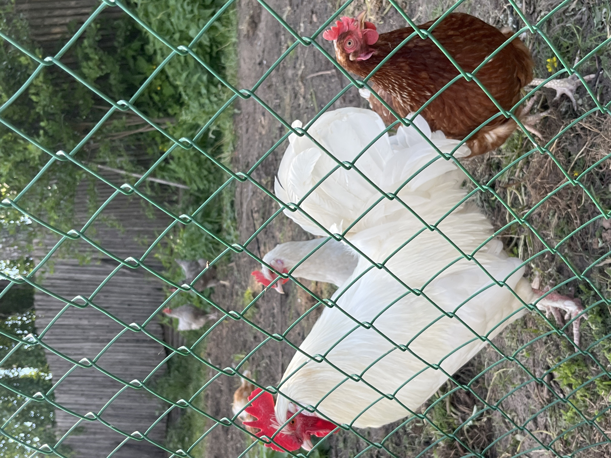 The image shows a group of chickens behind a green wire mesh fence, suggesting an animal enclosure or coop in a rural or semi-rural outdoor setting. The photograph is taken from outside the fence, looking into the enclosure.
In the foreground, a vibrant green chain-link fence is prominently featured, creating a diamond-shaped pattern that partially obscures the view of the chickens and the background.
The main subjects are several chickens of different breeds and colors. Two large white chickens, likely roosters due to their prominent red combs and wattles, dominate the center and lower right of the frame. One of them has its head lowered, possibly pecking at the ground, while the other's head is slightly raised. To their right and slightly above, a brown hen with a smaller red comb looks towards the viewer. Further in the background, several other chickens of lighter colors (possibly white or grey) are visible, less distinctly, among sparse vegetation.
The ground inside the enclosure appears to be a mix of dirt and dry grass. In the deeper background, there are green bushes and what looks like a wooden fence or structure, indicating a natural, somewhat rustic environment. The lighting suggests it is daytime, possibly late afternoon, with soft, natural light illuminating the scene. No specific weather conditions are evident. There is no visible text in the image. The scene is set in Новая Тура, Russia.