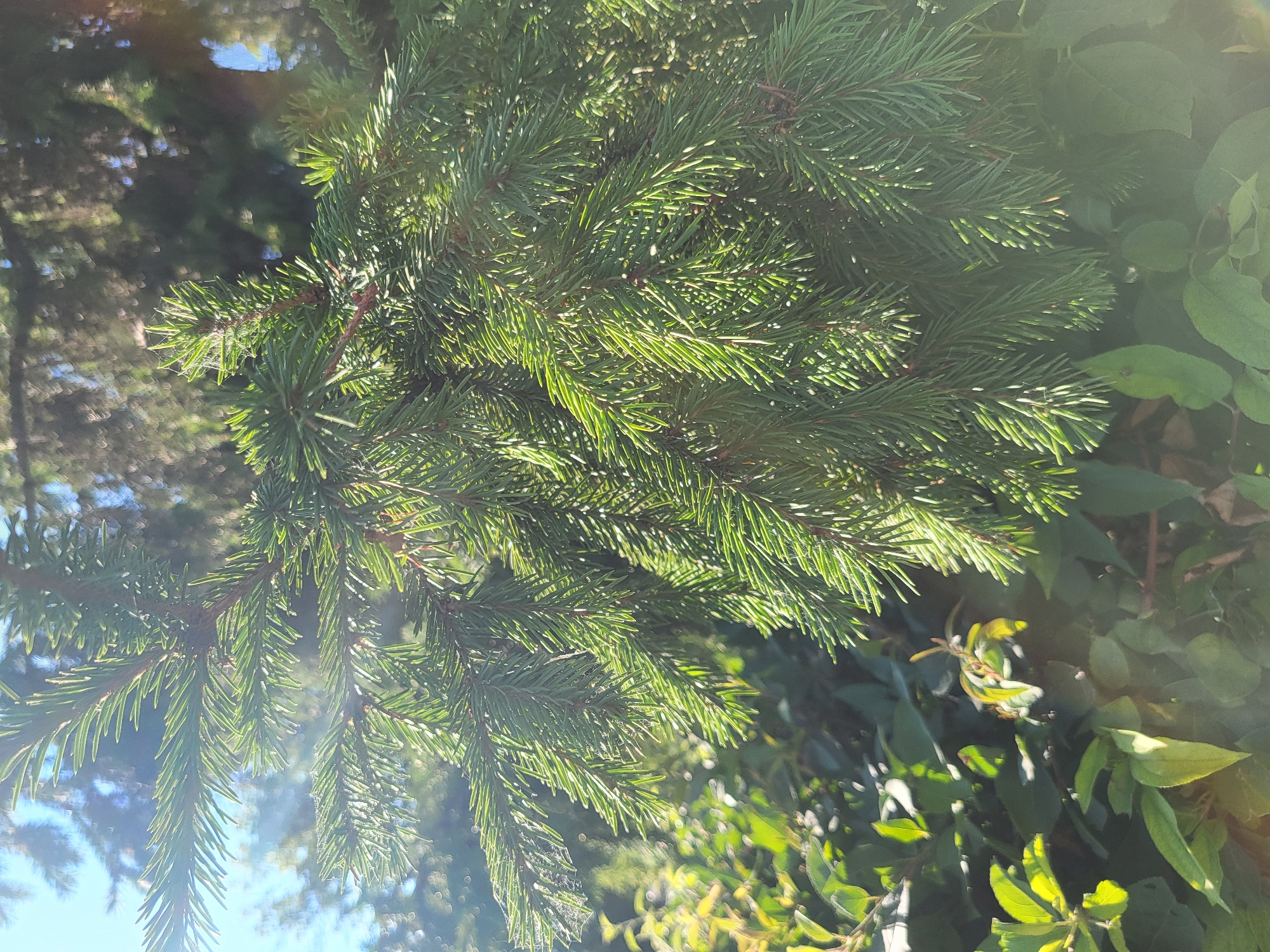 The image shows a close-up view of evergreen tree branches, likely spruce or fir, against a bright sky and a background of foliage. The sun is shining through the needles, creating lens flare and highlighting the texture of the branches. The needles are a vibrant green, and some appear to have small amounts of cobweb on them. In the lower left and center of the image, there are other green leaves and branches of what appears to be a deciduous plant, some with yellowing leaves. The overall impression is of a natural outdoor scene, possibly a park or garden. There are no people or animals visible in the image, nor any discernible urban elements that would specifically place it in Petropavl, Kazakhstan. The image composition focuses on the natural details of the evergreen branches.