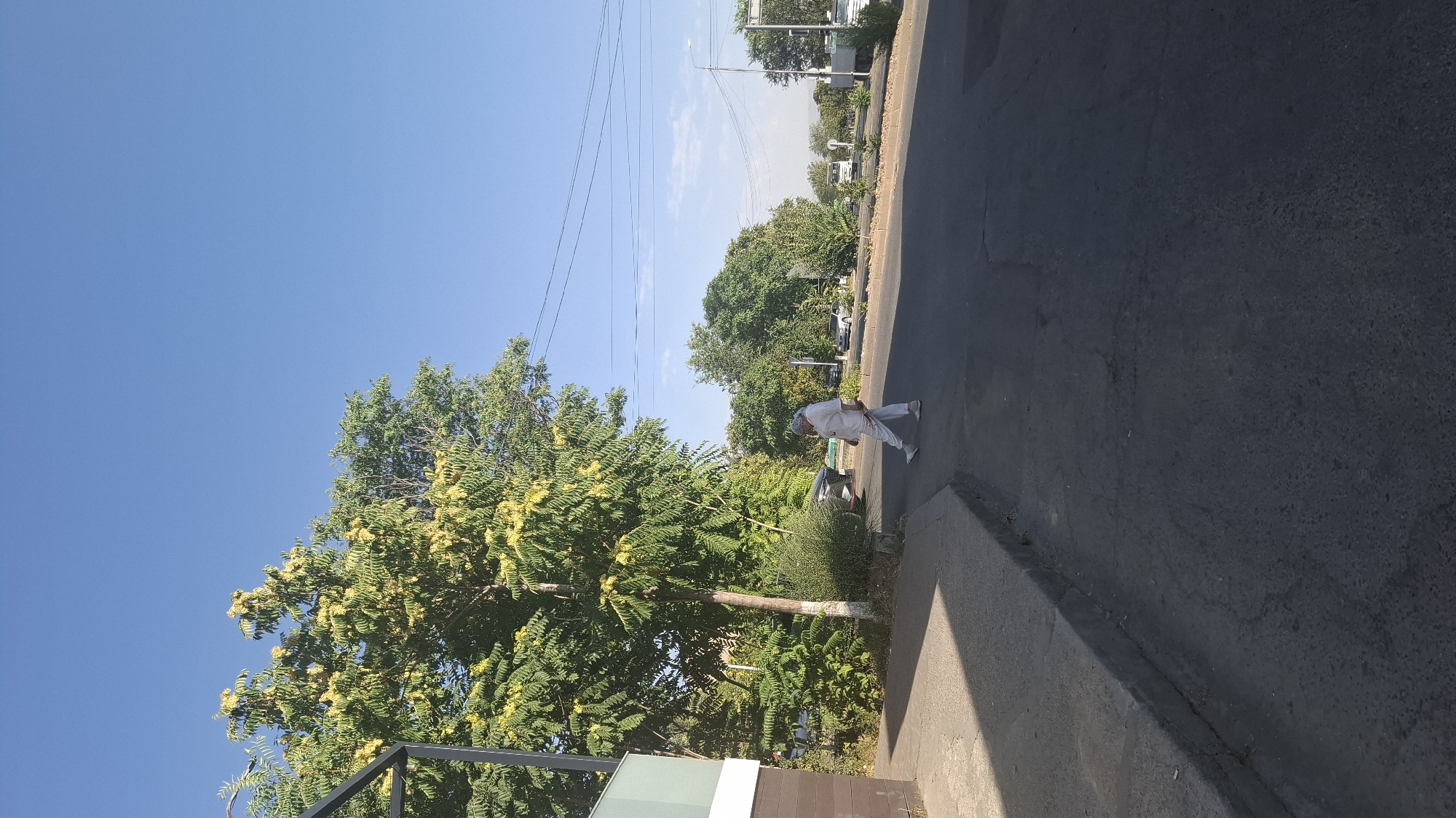 The image depicts a sunny day on a city street in Shymkent, Kazakhstan. A person is crossing a paved road at what appears to be a crosswalk. They are wearing light-colored clothing and a headscarf, and are walking from left to right in the frame. The street has a curb and sidewalk on the left side, lined with trees and some bushes. The trees have green foliage and clusters of yellow flowers. In the background, there are other trees, buildings, and vehicles, including cars and a truck. Power lines are visible against the clear blue sky. The overall scene suggests an urban environment with moderate vegetation.