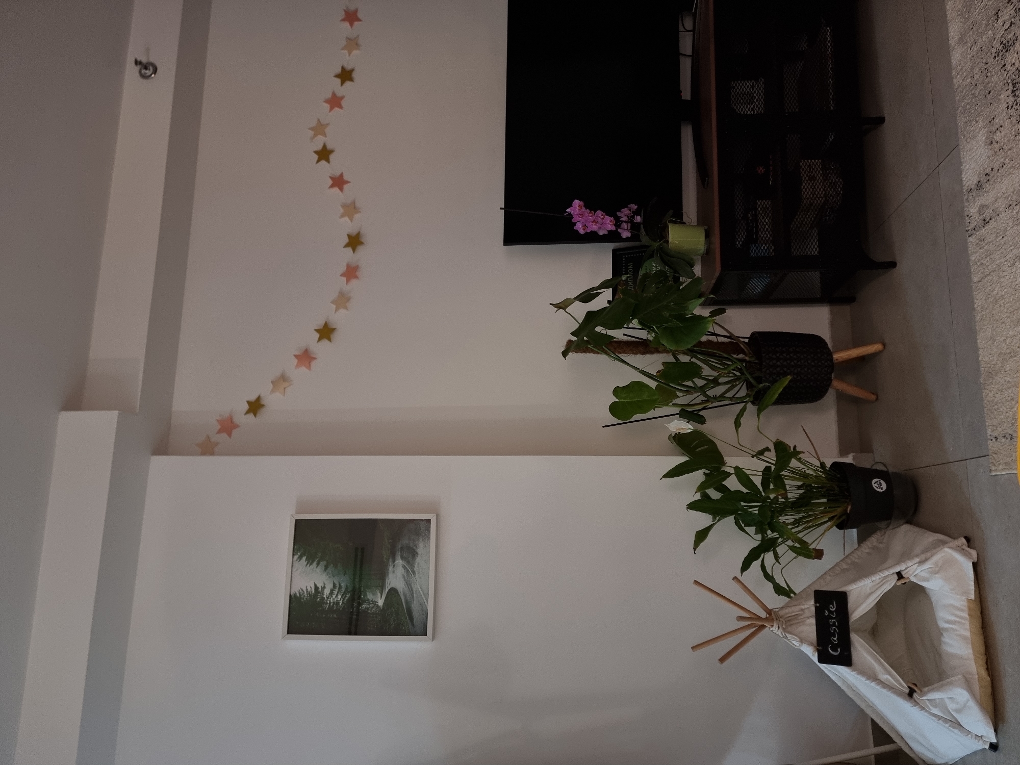 An indoor scene, likely a living space, features a combination of plants, decorative elements, and furniture against white walls and a grey tiled floor. A string of star-shaped decorations in alternating gold and muted pink/peach colors trails diagonally across the upper part of a white wall. Below this, a white-framed picture depicting a green, natural landscape hangs on the wall.
On the right side of the image, several potted plants are visible. A large, leafy plant is situated in a black woven pot on a light wooden stand. Another plant with broad green leaves is placed in a simpler black pot on the floor. On a shelf, next to a black screen, a pink orchid blooms in a small green pot. Below the screen is a black metal console table or shelving unit with mesh details.
Towards the bottom right, a small, white, teepee-style pet bed with wooden poles is present. A small black chalkboard sign is attached to the pet bed, clearly displaying the name "Cassie" in white script. The general brightness suggests it is daytime, contributing to a cozy and inviting atmosphere.