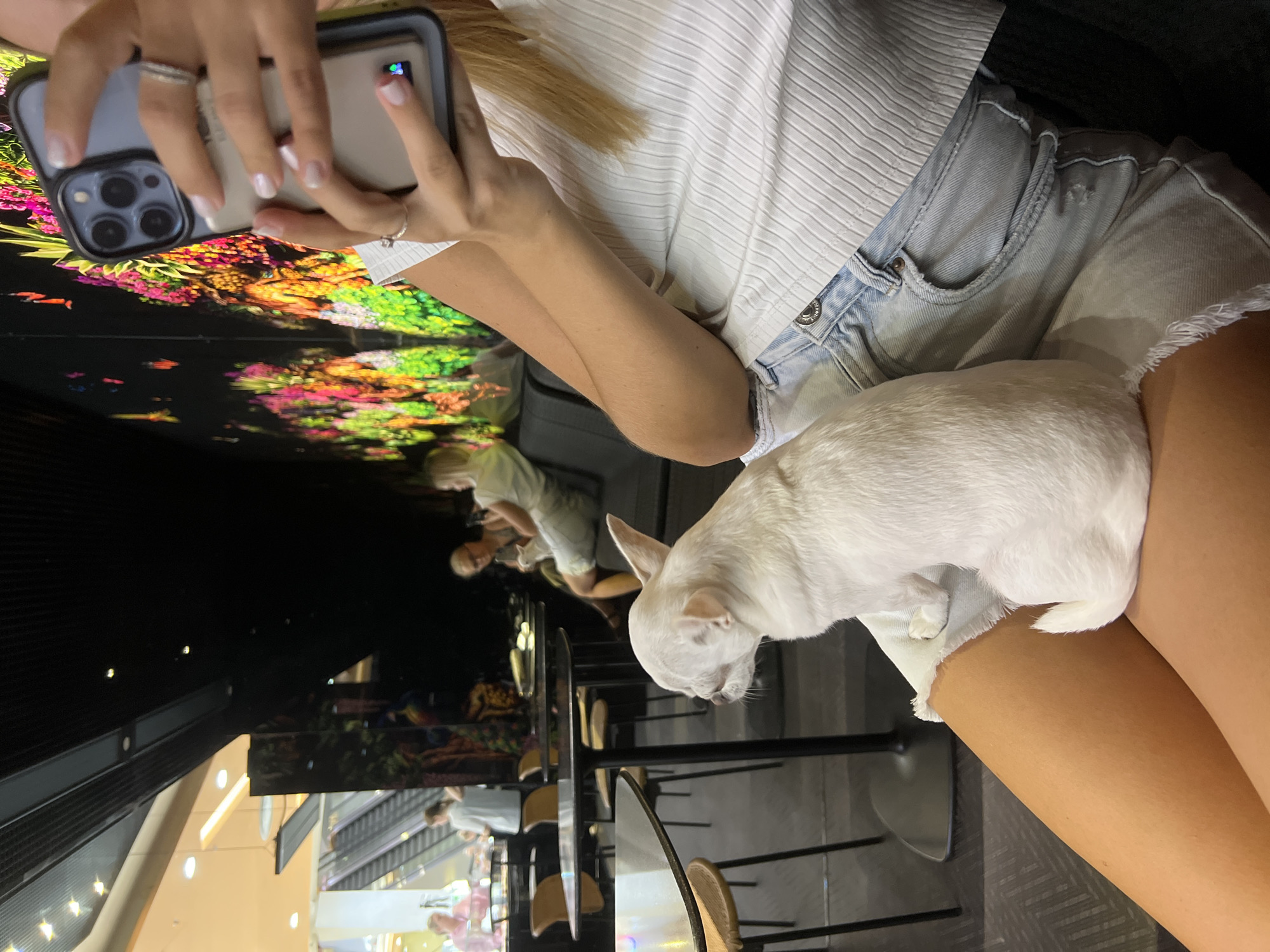 A white chihuahua is sitting on the lap of a person, who is holding a smartphone in their right hand, taking a photo. The person is wearing a white ribbed shirt and light blue denim shorts. The background shows an indoor environment with tables and chairs, possibly a cafe or restaurant. Escalators are visible in the distance, suggesting the location is a shopping mall. A large, colorful mural of plants and flowers is on the wall behind the person. The scene is dimly lit with some spotlights illuminating the escalator area and tables. The city of Odesa, Ukraine is not explicitly identifiable from the visual information in the image.