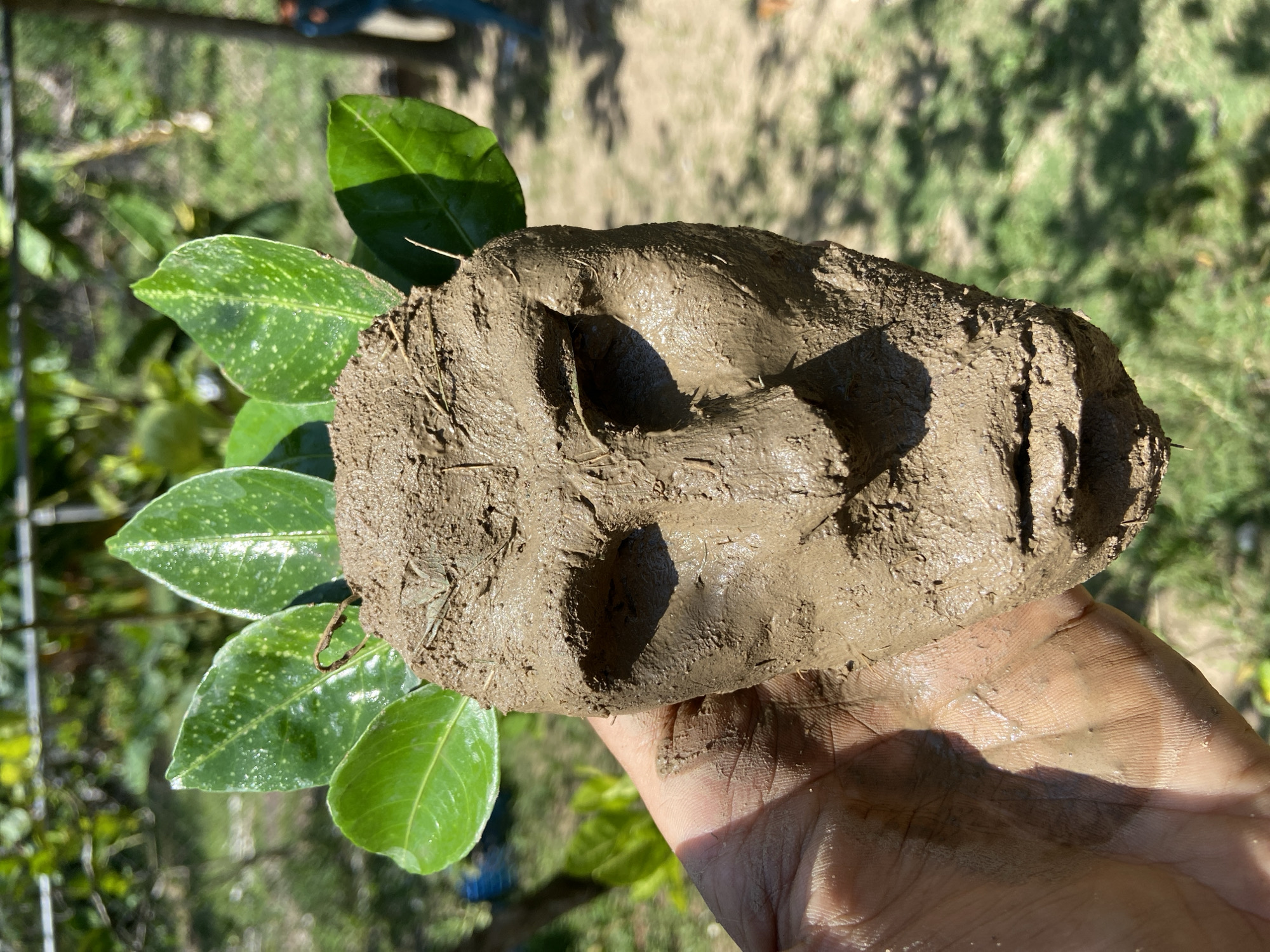 A person's hand holds a clod of brown mud with four distinct circular indentations, likely animal paw prints. The mud is adjacent to green leaves, some with light speckling. The background shows grass and dappled sunlight. The location is Los Velásquez, Venezuela is speculative and not verifiable from the image.