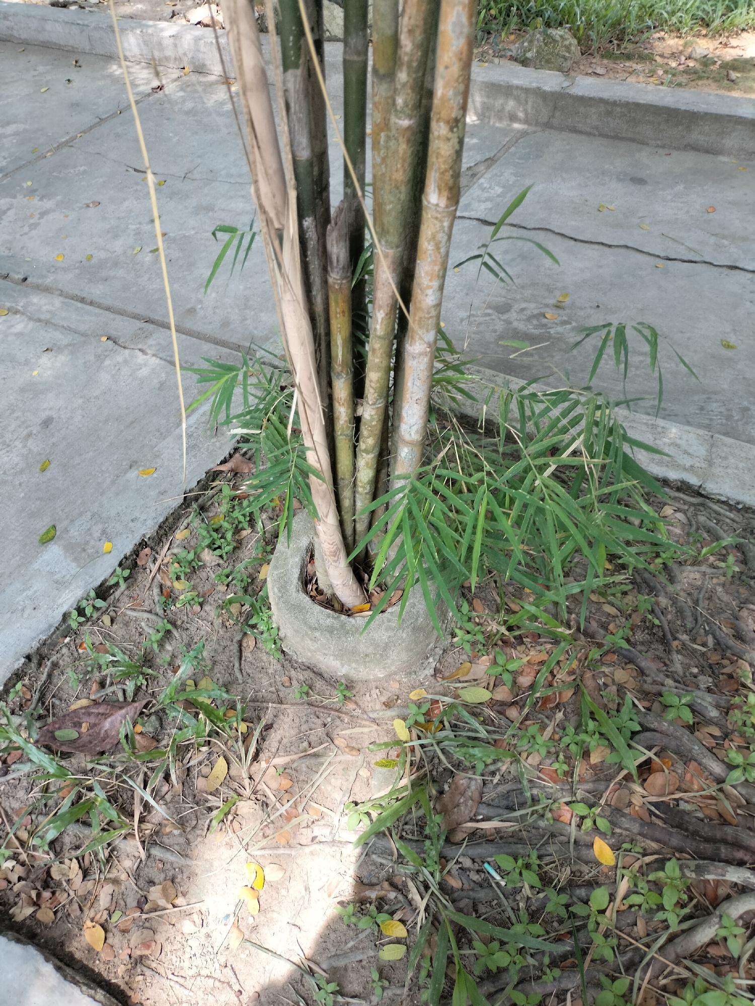 In Seuneubokpeunteut, Indonesia, a cluster of bamboo stalks grows within a concrete planter ring, partially embedded in the soil. The bamboo stalks exhibit a gradient of colors, from green on the newer growth to a weathered tan and brown on older sections. Lush green bamboo leaves extend outwards from the stalks, creating a dense canopy. Surrounding the bamboo, the ground is a mixture of dark soil, scattered dry leaves, and thin green weeds. The planter ring itself is a rough, circular concrete structure. Adjacent to the planting area is a cracked concrete pathway, suggesting an outdoor urban or suburban setting. Sunlight casts distinct shadows on the ground, indicating it is daytime. There are no people or animals visible in the scene.