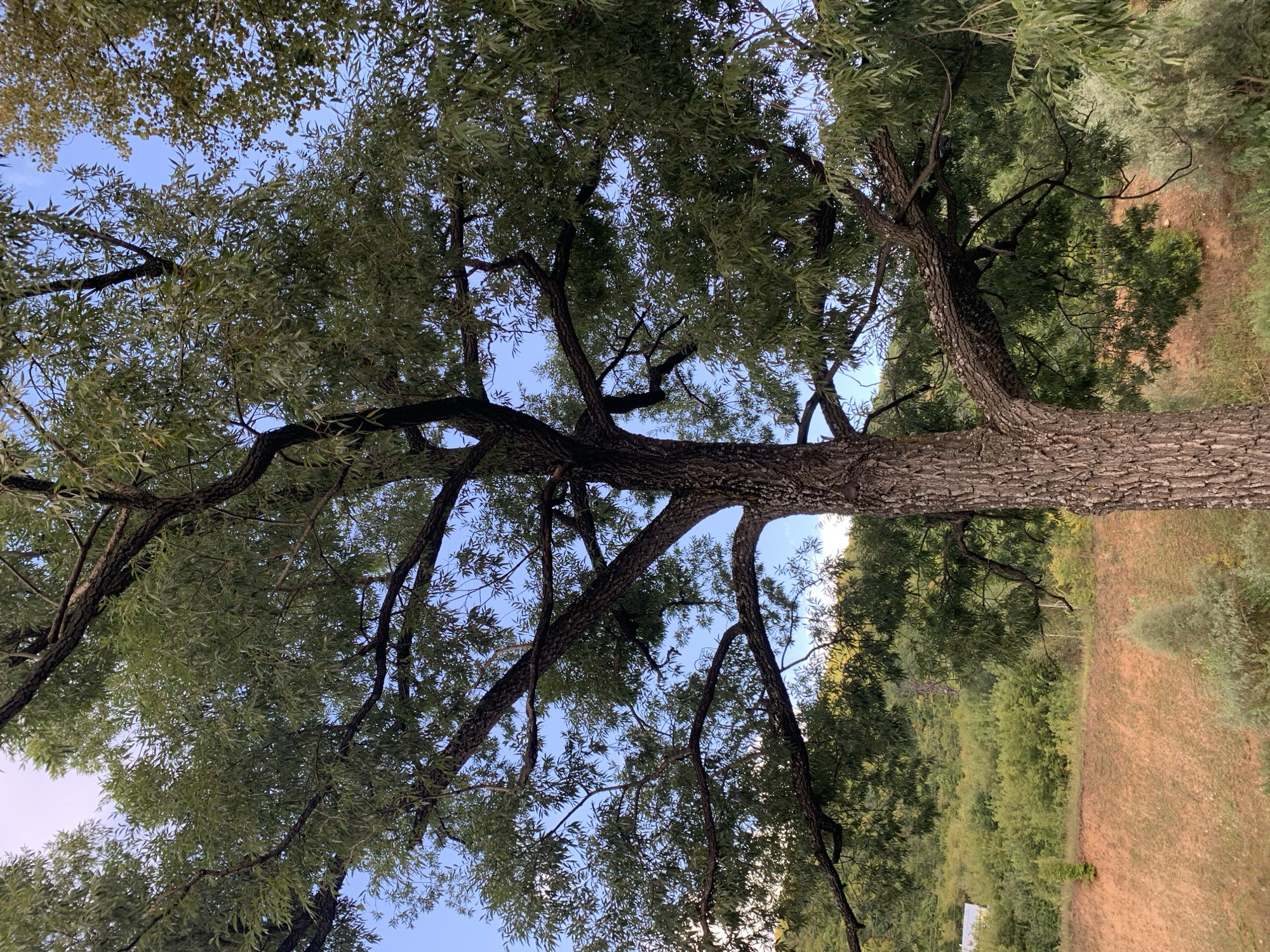 The image shows a large tree with a textured, brown trunk and dark branches laden with green leaves. The tree is viewed from below, with the sky visible through its canopy. In the background, there is a sloping hill covered with dense green foliage. Further in the distance, a small, light-colored building can be seen peeking out from behind the trees. The ground in the foreground is a reddish-brown, possibly dirt or clay, with some sparse vegetation. The overall scene depicts a natural environment, likely in a rural or semi-rural setting. The location is identified as Asha, Russia.