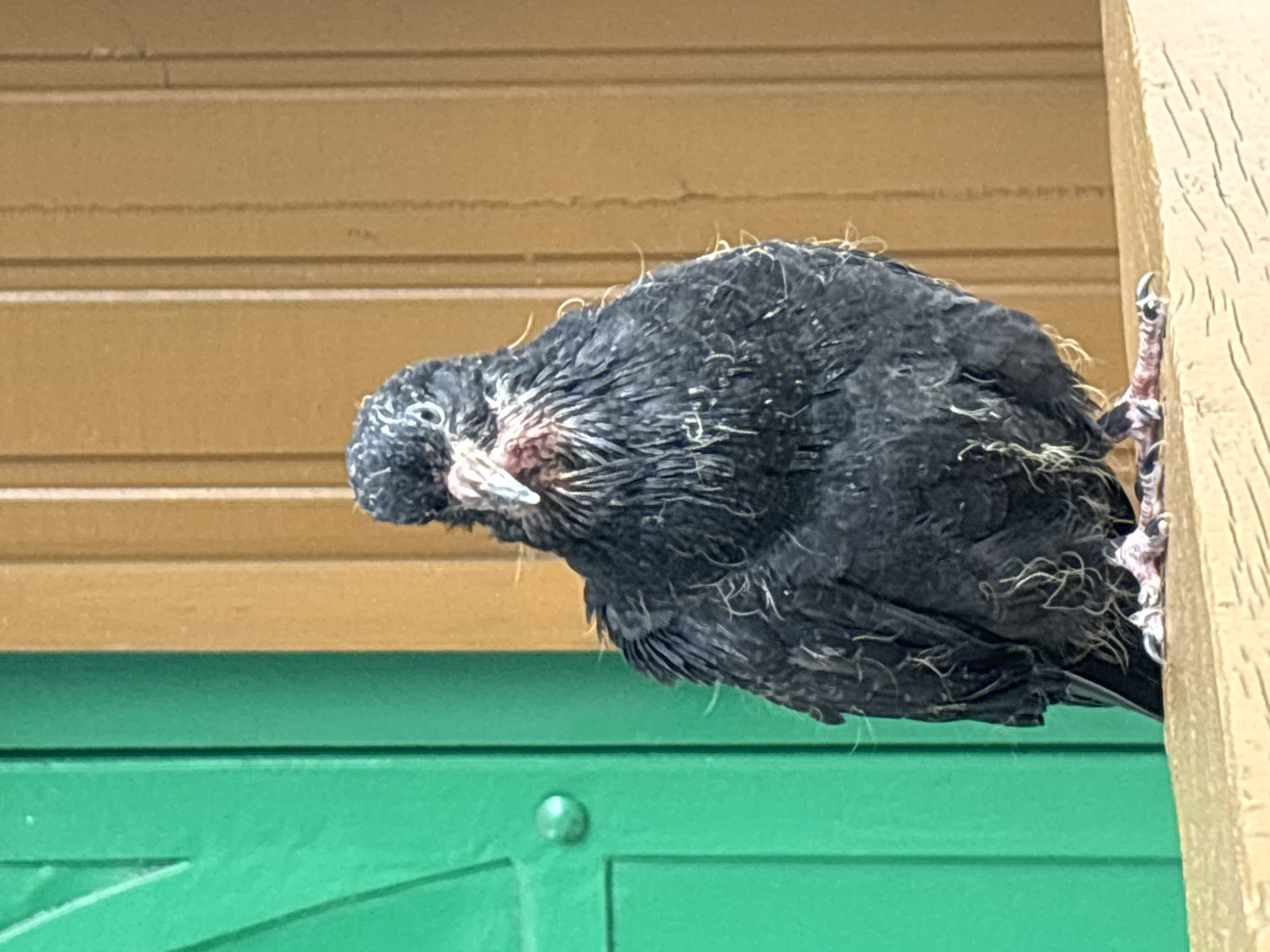 A young, fledgling pigeon with dark, disheveled feathers and pale pink feet is perched on a light brown wooden railing. The bird's face is a mix of dark feathers and exposed pink skin around its beak and eyes. Behind the bird, a green door or wall is visible to the left, and a brown, vertically paneled wall is to the right. The pigeon is looking directly at the camera. The scene appears to be outdoors, possibly in a residential area of Zvenigorod, Russia.