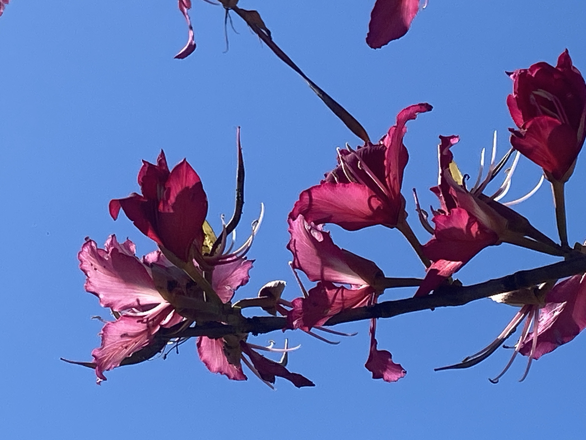 The image features pink-red flowers of a Hong Kong Orchid Tree (Bauhinia blakeana) in bloom against a clear blue sky. The flowers are clustered on a dark brown branch that stretches across the frame. The flowers have white stamens and elongated dark filaments. The location is likely Alanya, Turkey, based on the presence of this type of flowering tree commonly found in the Mediterranean. There are no people present. The focus is on the plant against the sky. The blossoms are in various stages of opening.