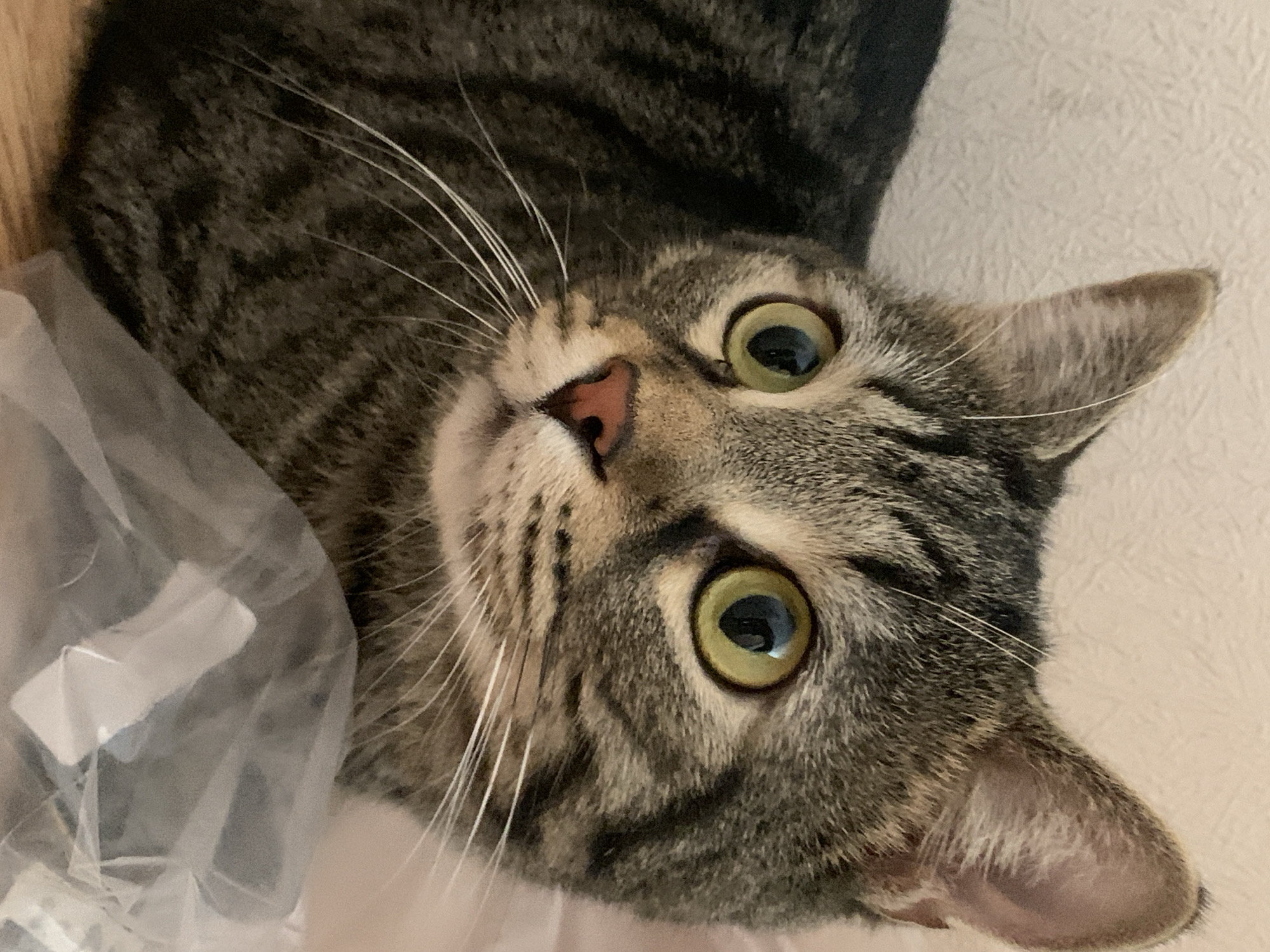 A close-up, eye-level medium shot captures a tabby cat's head and upper body against a textured, pale background. The cat, facing left, has green eyes with dark pupils reflecting light, a pink nose, and prominent white whiskers. Its fur displays characteristic dark gray and black stripes against a lighter brown and tan base. The background appears to be a wall with a subtle, repeating pattern. In the foreground, the cat is partially obscured by a translucent plastic object, possibly a bag, that lies on a wooden surface. The lighting is soft, creating subtle shadows and highlighting the cat's features. The image composition focuses on the cat's face and expressive eyes.