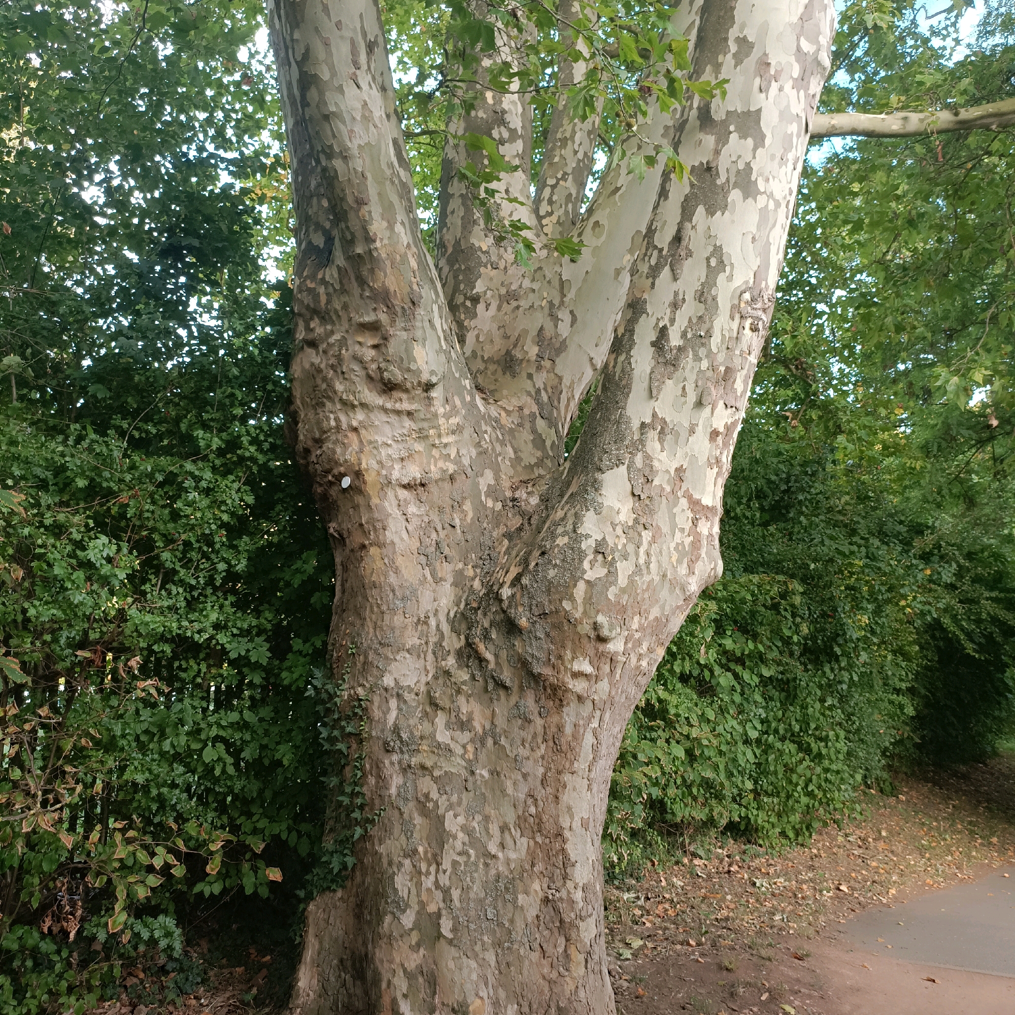 The image shows a large sycamore tree with distinctive mottled bark in the town of Bad Kreuznach, Germany. The tree is located in a park-like setting, with dense green foliage forming a backdrop. A paved path runs alongside the tree, disappearing into the greenery. The ground is covered with fallen leaves and some patches of dry earth. The lighting suggests it is daytime, with dappled sunlight filtering through the leaves. There are no people or animals visible in the scene. The focus is on the tree and its immediate surroundings.