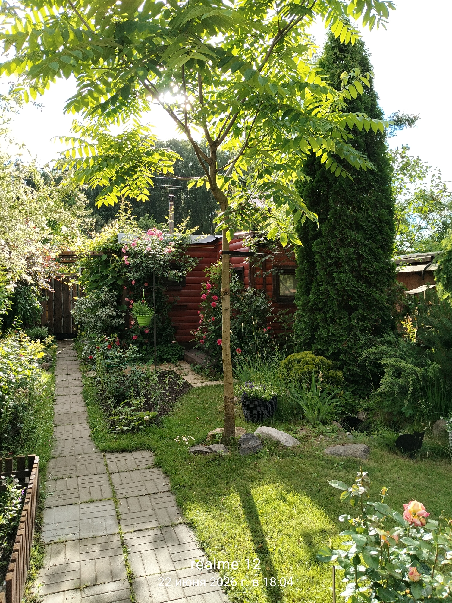 The image depicts a lush, green garden scene bathed in sunlight, suggesting a warm, possibly summer day. The setting appears to be a backyard or a section of a dacha (a Russian country house), indicated by the presence of a red wooden building, a garden path made of pavers, and abundant vegetation.
In the foreground, a paved pathway curves to the left, bordered by a wooden fence and various plants. A young tree with vibrant green leaves stands centrally in the path's vicinity, casting a shadow. To the right of the path, a dense array of greenery, including rose bushes with pink blooms and tall, dark green foliage, thrives. A black cat is visible on the grass to the right, partially obscured by plants. Further back, the red wooden building, possibly a shed or small house, is covered in climbing roses. A tall, slender evergreen tree stands prominently to the right of the building.
The sunlight filters through the leaves of the trees, creating a bright, dappled effect on the scene. The overall mood is serene and idyllic, conveying a sense of peaceful enjoyment of nature.
The image contains the following visible text: "realme 12" and "22 июня 2023 г. 18:04". These likely represent the phone model used to take the photo and the date and time it was captured. The location context provided states "Авиатор Снт, Russia," which further places the scene in a Russian garden context.