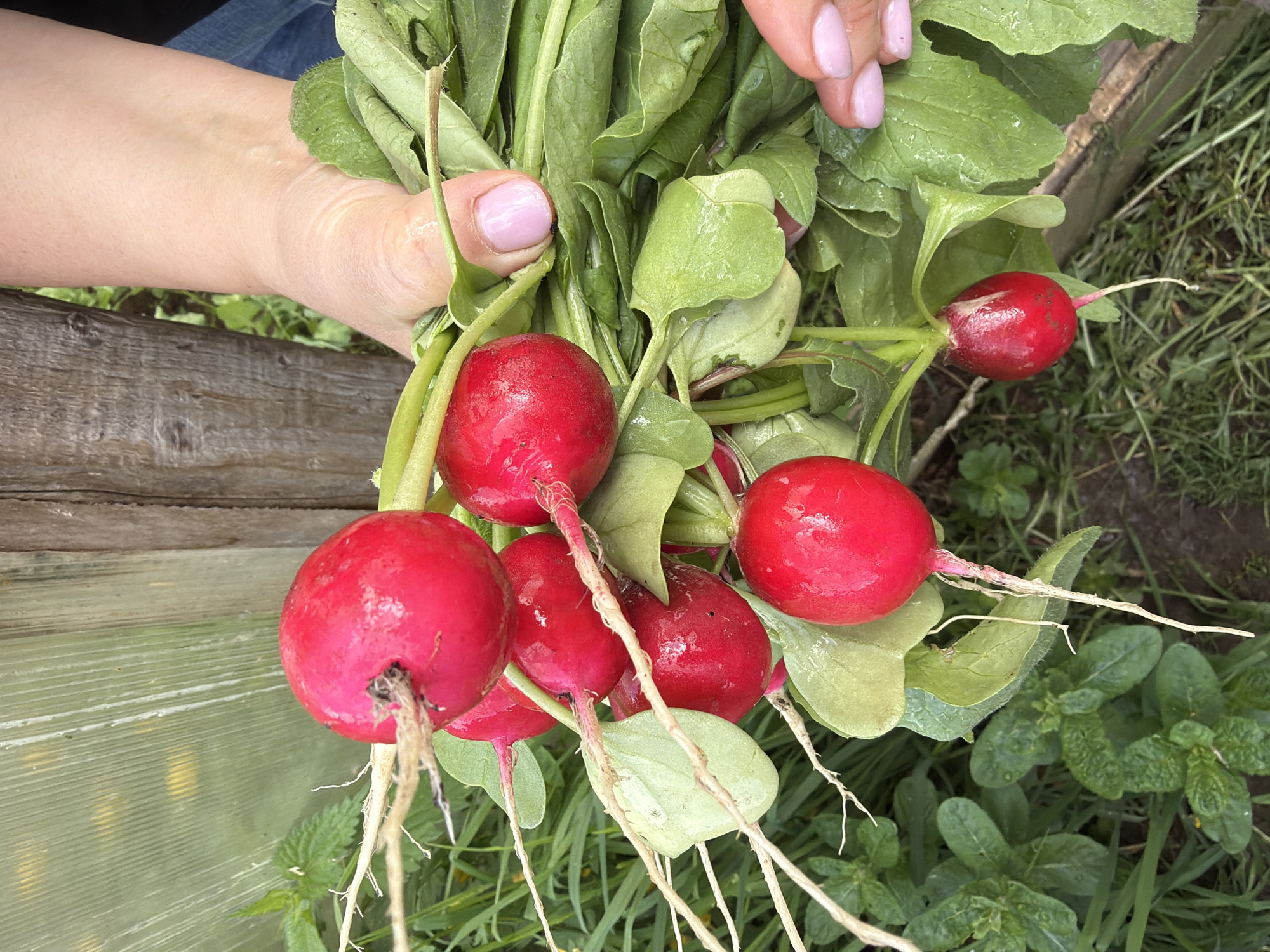 A fair-skinned person with manicured fingernails painted pink holds a bunch of freshly harvested red radishes with green leaves and white roots. The background consists of a wooden frame and foliage, suggesting an outdoor garden setting. The location is specified as Ol'khovo, Russia.