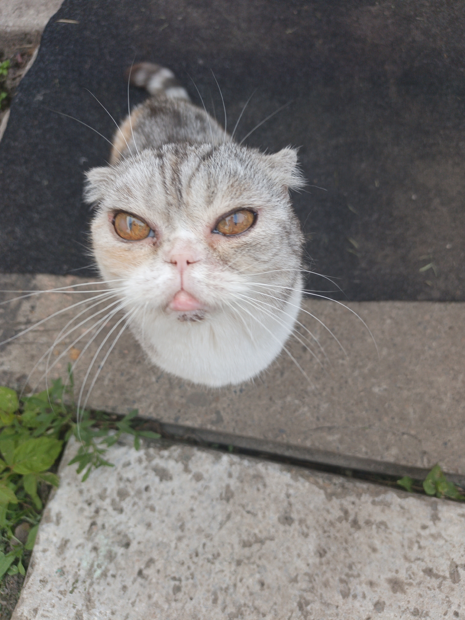 An upward-angle, full-body shot captures a Scottish Fold cat with light gray and white fur and distinctive folded ears. Its large, amber eyes are looking directly at the camera, and its pink tongue is slightly sticking out. The cat is positioned on a textured, dark gray surface, possibly asphalt, with a concrete slab visible in the foreground. Green foliage grows to the left of the cat, near the edge of the concrete. The background is out of focus, suggesting an outdoor environment. The scene appears to be located in Kalachevo, Russia, given the context.