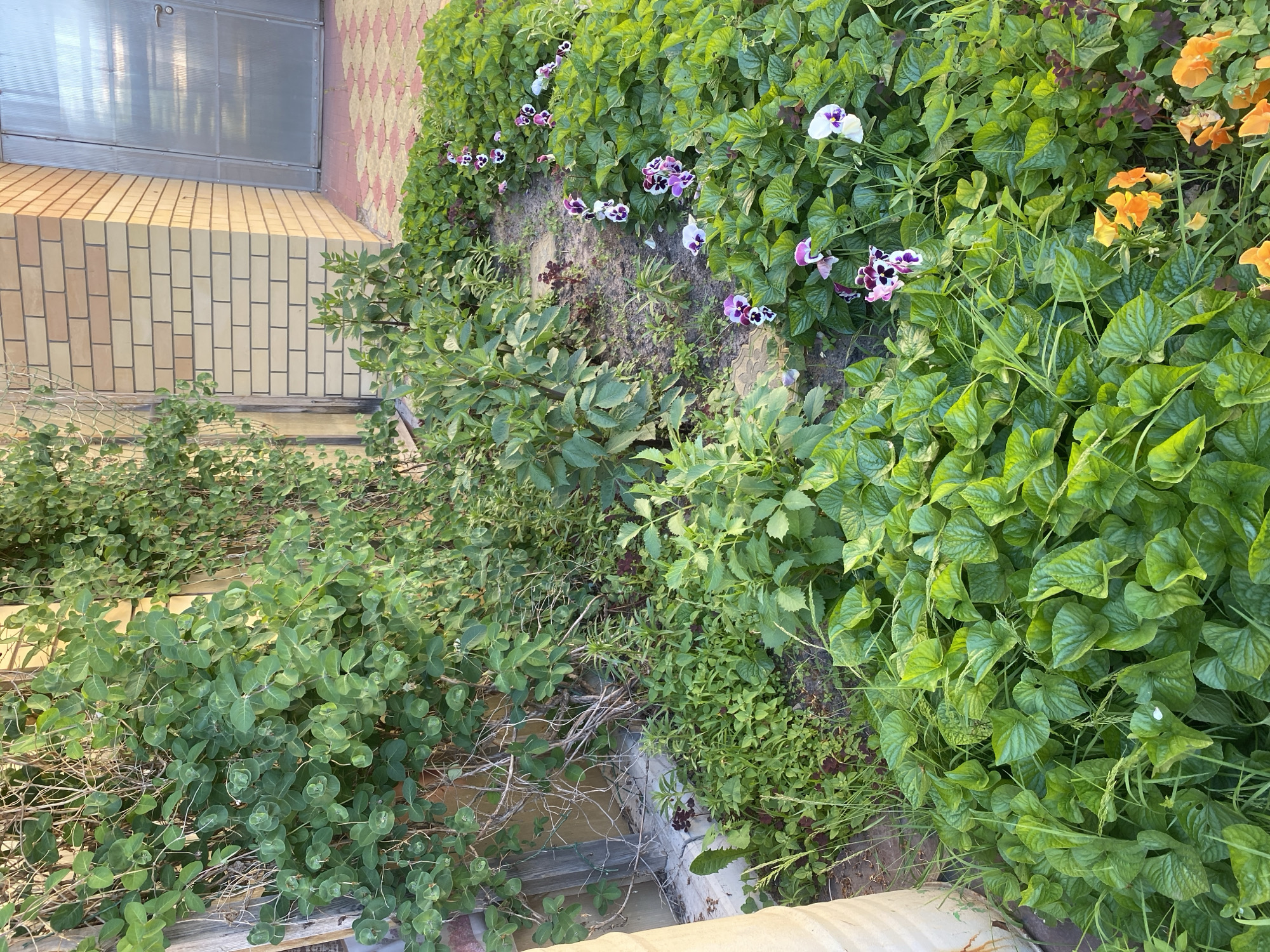 In the city of Volzhsk, Russia, an outdoor scene features a garden bed adjacent to a light-colored brick building with a metal door. The garden contains a variety of green foliage, including climbing vines on the left side. Several small flowers are visible, predominantly purple and white pansies scattered among the greenery, along with some orange flowers further to the right. The ground is covered with mulch and soil, with some patchy grass. A large, cylindrical, cream-colored object is partially visible on the far left. The building's brickwork is a warm, yellowish-tan color, and a patterned paving stone pathway is visible in front of it. The lighting suggests it is daytime, with sunlight casting shadows and highlighting the textures of the plants and building materials.