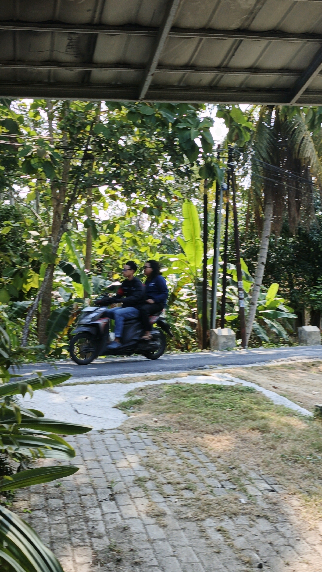 In Cintaratu, Indonesia, two individuals are riding a dark-colored scooter on a paved road that winds through a lush, green environment. The rider in front, a male wearing glasses and a dark jacket over a lighter shirt, is controlling the scooter. Behind him, a second individual, also wearing a dark jacket, is seated as a passenger.
The scooter is in motion, indicated by its posture and the blur of its wheels. The road is bordered by abundant tropical vegetation, including large, broad-leafed plants like banana trees and other leafy trees and foliage, suggesting a rural or semi-rural setting within Cintaratu. Sunlight filters through the trees, casting shadows and highlighting the vibrant green of the plants. In the foreground, a section of a paved walkway made of light-colored bricks is visible, with patches of dry grass and dirt. Above the scene, the underside of a corrugated metal roof structure is visible, supported by metal beams, framing the top portion of the image and suggesting an overhead shelter or awning. Utility poles with visible wires are positioned along the roadside, further indicating a developed area within the natural surroundings.