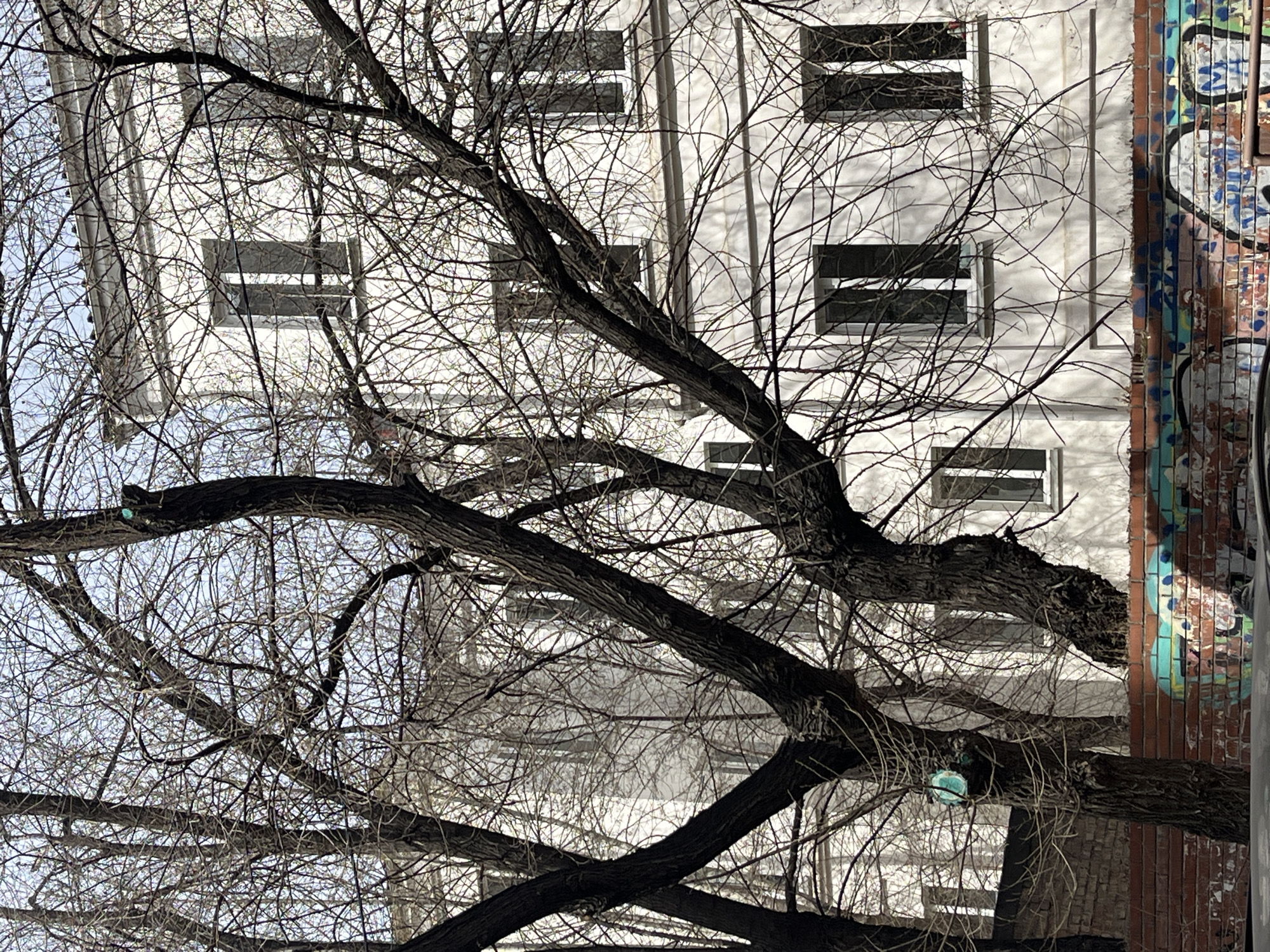 This image captures an urban scene, looking upwards through the dense, intricate branches of a large, bare tree. The tree, devoid of leaves, occupies most of the foreground with its dark, gnarled trunks and a multitude of slender twigs, creating a stark, crisscrossing pattern against the bright background.
Behind the tree, a multi-story building with a clean, white facade is visible. It features several dark, rectangular windows arranged in a grid-like pattern. To the right of this white structure, an adjacent brick wall is heavily adorned with colorful, abstract graffiti, comprising various shapes and vibrant hues like blue, green, and red-brown. No discernible text is visible within the graffiti.
A small, light blue or teal-colored object, possibly spherical, is tied or resting on one of the thicker tree branches. The bright illumination and glimpses of a clear sky through the branches indicate it is daytime, likely during winter or early spring given the trees' bare state. The scene presents a blend of nature and urban architecture, with an element of street art.