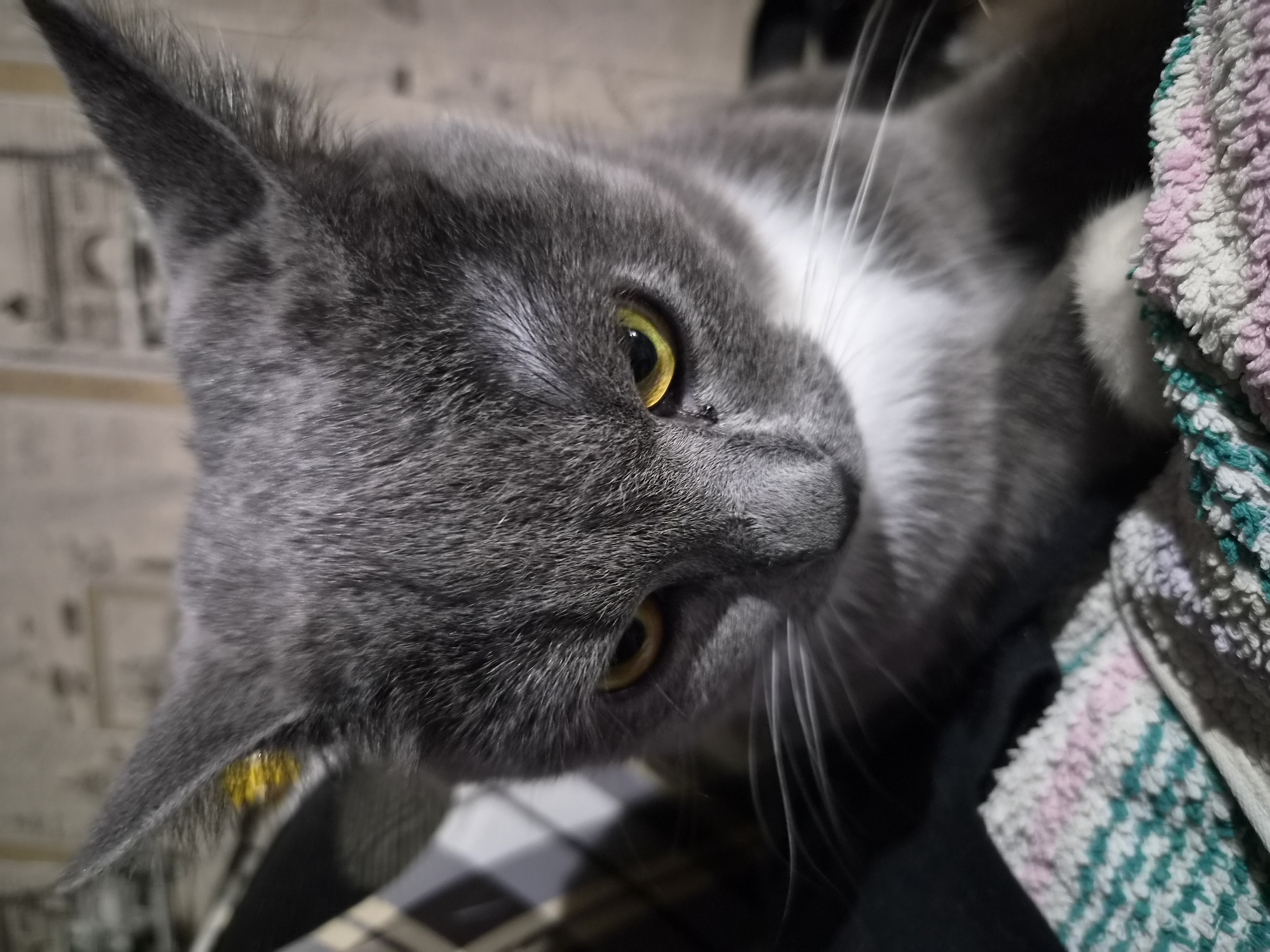 A close-up, eye-level, vertical shot focuses on the face of a gray domestic shorthair cat with yellow-green eyes. The cat is positioned in the center of the frame, looking downwards with an intense expression. Its fur is short and dense, with white markings on its chest and chin. A small dark speck is visible on the bridge of its nose, and a patch of yellow material is visible inside its left ear. The cat's whiskers are prominent, extending outward from its muzzle. The background is out of focus and appears to be an indoor setting with a patterned wallpaper and some dark furniture or fabric. In the foreground, a textured textile with horizontal stripes of pink, white, and green is partially visible. The lighting suggests an indoor environment, possibly with artificial light. The location in Zhodzina, Belarus, cannot be determined from the visual information in the image.