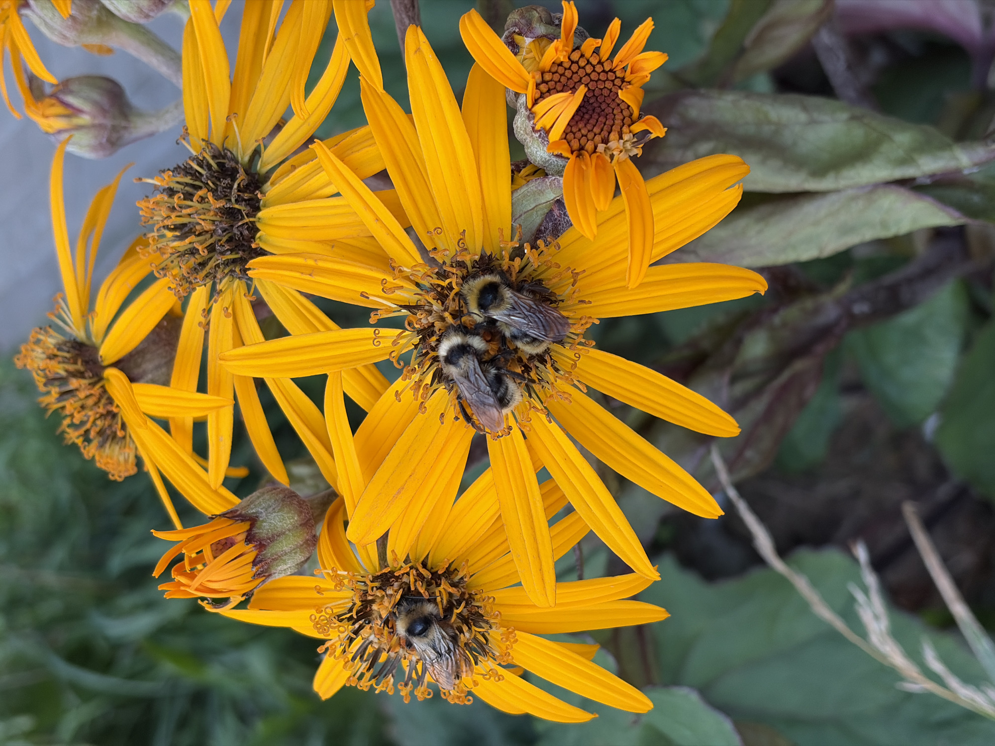 This is a close-up, vertical, eye-level photograph of several bright yellow flowers, likely in a garden. The flowers have many ray florets and a prominent central disc. Several bumblebees are visible on the flowers, actively foraging. One bee is on the left flower, while two are on the central flower. One of the bees on the central flower is partially obscured. There is also a flower bud in the upper left of the frame, and another partially opened flower in the lower right. The background consists of green foliage and a light blue sky or surface. The image was taken in a garden in Khimki, Russia.