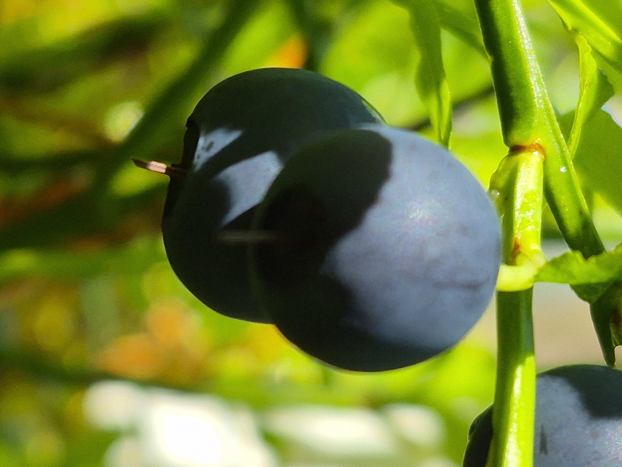 This is a close-up, macro photograph of two dark purple berries, likely blueberries, attached to a green stem. The berries are plump and smooth, with a matte finish that shows subtle highlights from the sunlight. The stem is thick and has a segmented appearance, with smaller, lighter green leaves visible in the background. The background is softly blurred, with a bokeh effect of greens and yellows, suggesting a natural outdoor environment. The focus is sharp on the berries and the stem, drawing the viewer's attention to the texture and form of the fruit. There are no people or man-made objects visible in the image. The lighting indicates it is daytime, with sunlight filtering through foliage. The location in the city of Hargla, Estonia, is not discernible from the visual information presented in the image.