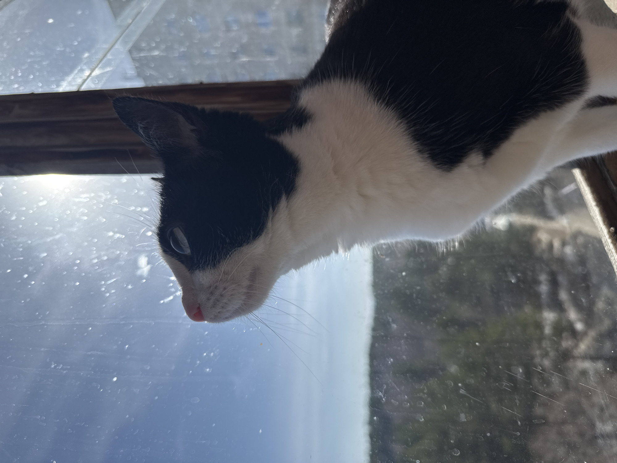 A close-up shot shows a black and white cat from a low angle, peering downwards. The cat's face is predominantly white with a black patch covering its head and ear. It has a pink nose and visible whiskers. The cat is positioned above a window, through which a blurred outdoor scene is visible, suggesting trees and sky. The window pane appears slightly dirty. The location in the city of Chaikovsky, Russia is not discernible from this image.