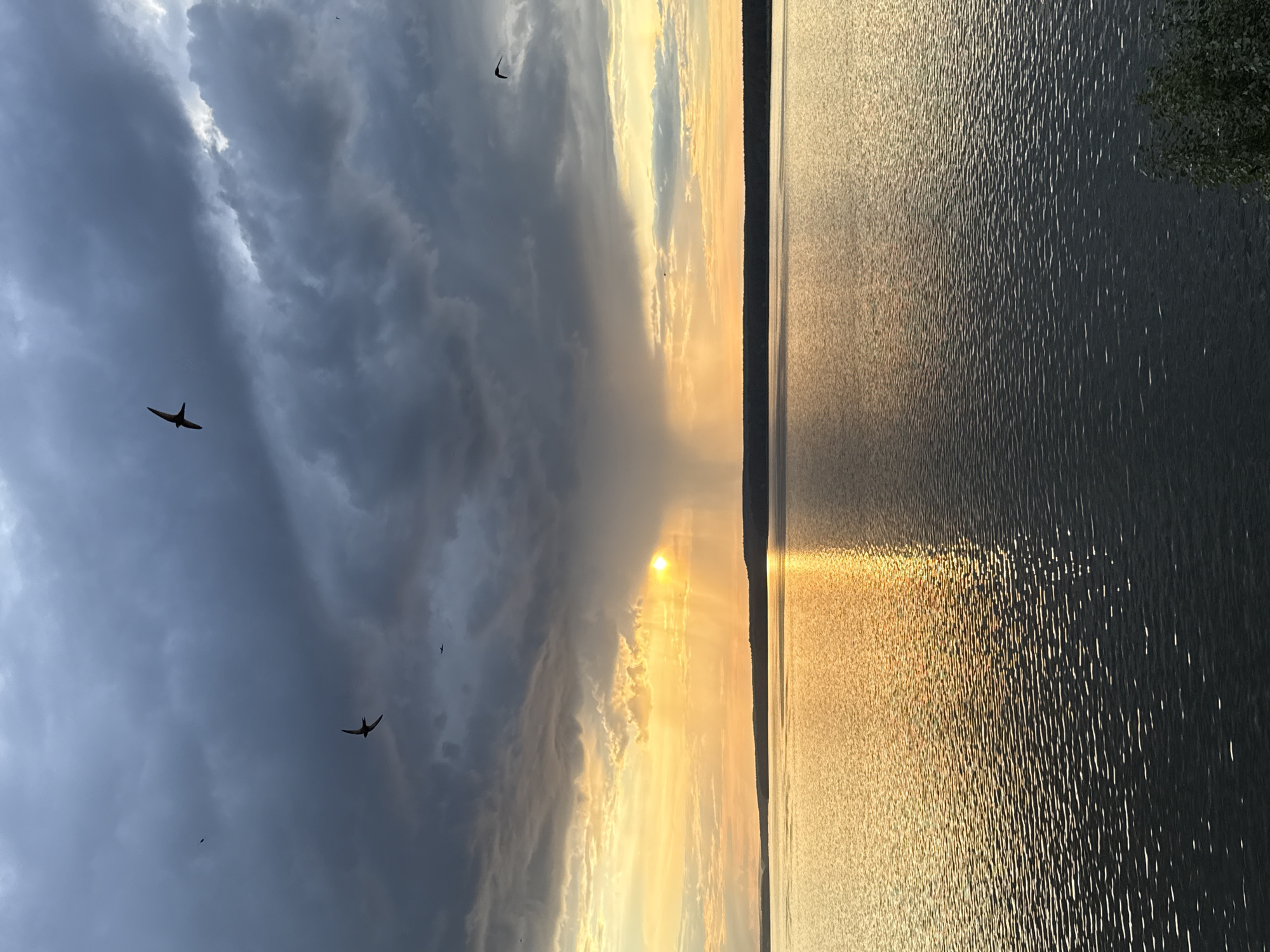 This image captures a dramatic natural scene at sunset over a body of water, likely a lake or river, in Votkinsk, Russia. The sky is a dynamic mix of dark, heavy storm clouds on the left and bright, sunlit clouds on the right, illuminated by the setting sun. Rays of light pierce through the clouds, creating a striking contrast and a hopeful atmosphere against the impending storm.
Several birds are visible, silhouetted against the dramatic sky, adding a sense of life and movement to the scene. One bird in particular, in the lower left quadrant, is clearly defined, appearing to glide through the air. The water reflects the colors of the sky and the sun, with shimmering highlights creating a textured surface. A dark, thin line representing the distant shore is visible on the horizon. On the far right, a hint of greenery suggests the presence of trees or foliage on the bank.
The time of day is clearly sunset, indicated by the low angle of the sun and the warm, golden light. The weather appears to be transitioning, with signs of an approaching storm indicated by the dark clouds, yet the sun still manages to break through, creating a powerful and visually compelling display. The overall mood is one of awe and perhaps a touch of melancholy, evoking the transient beauty of nature's dramatic moments. No text is visible in the image.