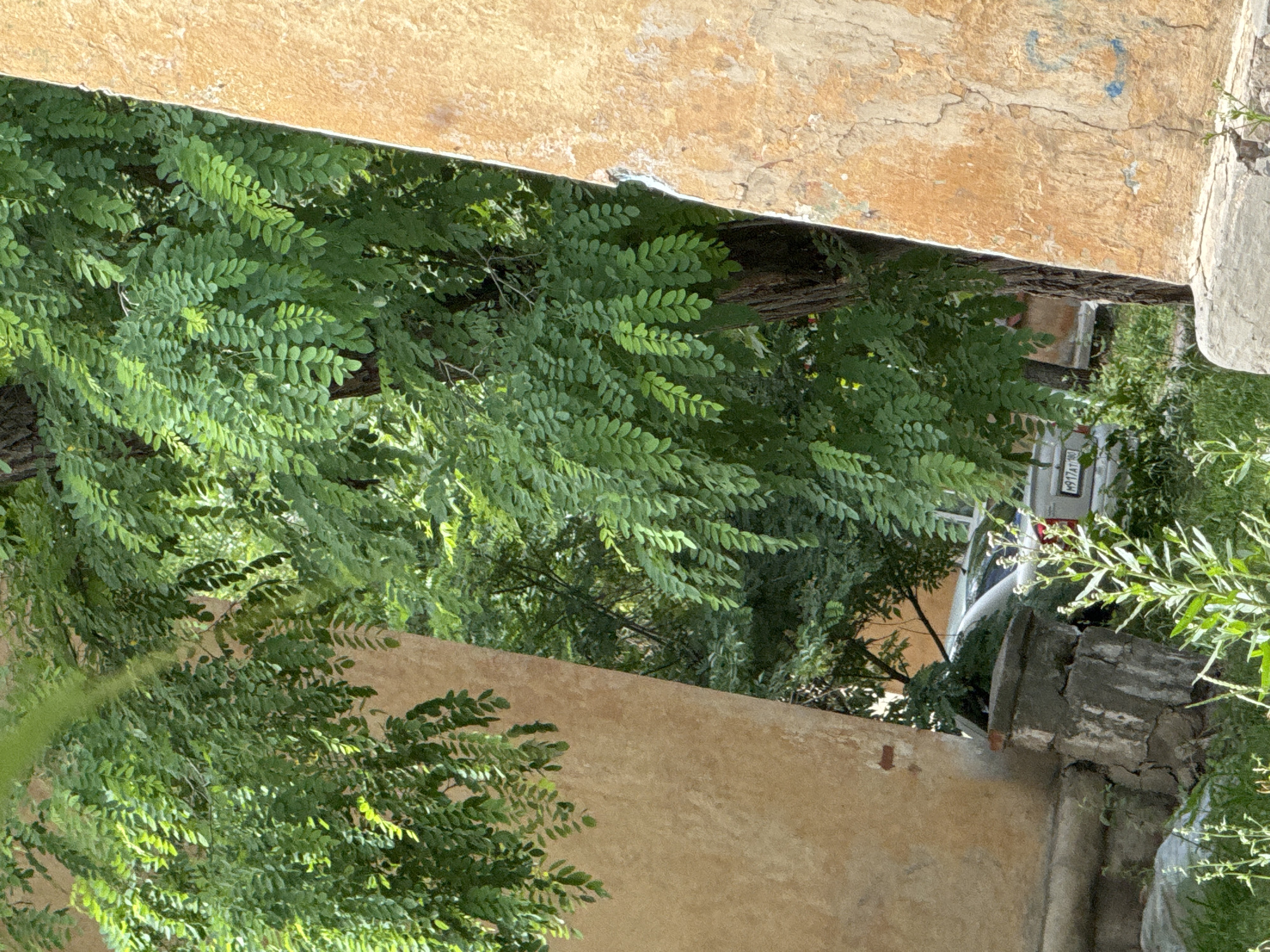 The image is an outdoor shot, taken from a low angle, showing a gap between two stucco-covered walls. A large tree with dense green foliage is visible in the background, partially obscuring the view of a silver car with a license plate reading "M917AT". The walls have a textured, weathered appearance with a sandy orange hue. In the foreground, there is some green vegetation growing on the ground. The overall scene appears to be in an urban setting, likely a courtyard or alleyway.