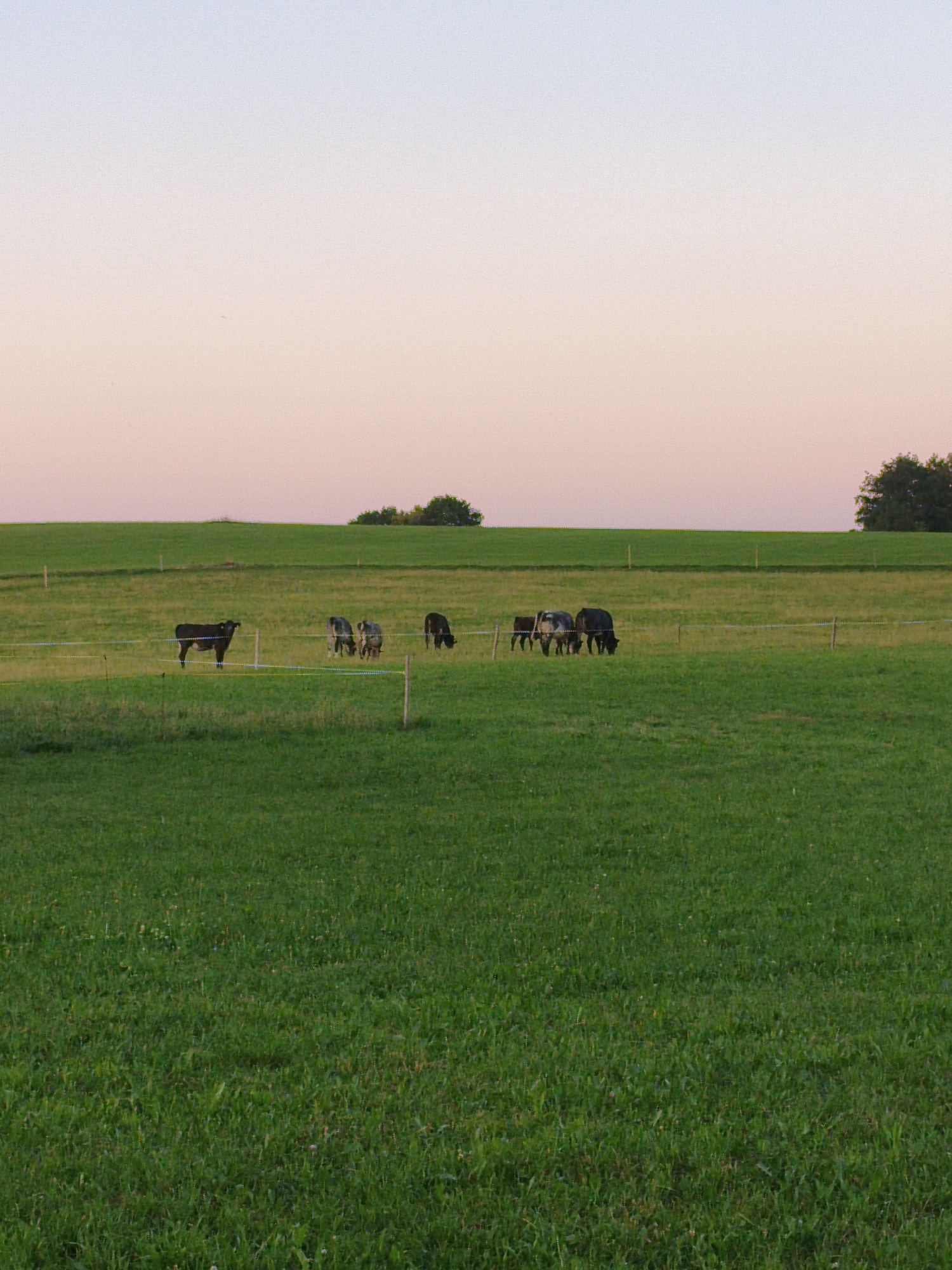 A herd of cattle is grazing in a lush green pasture under a soft pink and pale blue sky at dusk. The pasture is bordered by a gentle green hill in the background and a line of trees on the right. A thin wire fence with wooden posts runs horizontally across the mid-ground, separating the animals into two groups. On the left, a single dark brown cow stands facing left, its body illuminated by the fading light. To its right, closer to the fence, a group of three more cattle are grazing, two of which appear to be darker in color and one lighter. Further to the right, another dark-colored cow is grazing. The grass in the foreground is a vibrant, rich green. The scene is peaceful and serene, characteristic of a rural setting. This image was captured in Mauerstetten, Germany.