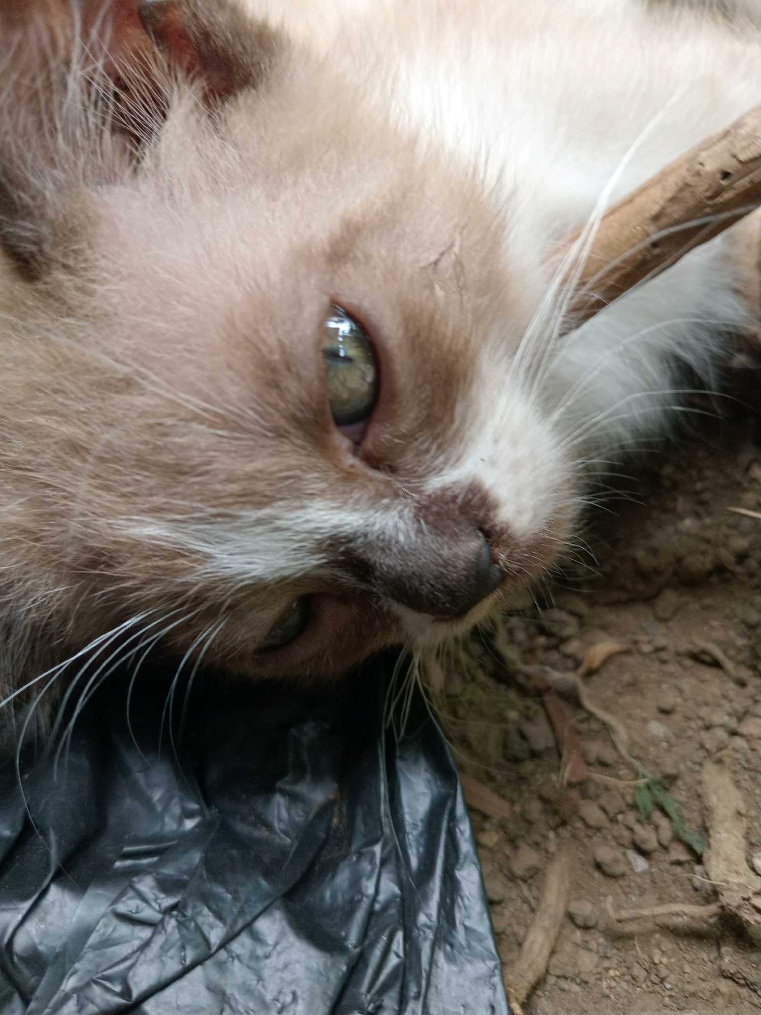 A close-up, slightly angled, outdoor shot shows a light brown and white kitten lying on its back. The kitten's face is the primary focus, with one eye clearly visible, appearing a light green or hazel color. Its fur is a mix of light brown and white, with some darker brown markings on its ears and nose. The kitten's whiskers are long and white, fanning out from its face. A thin, light brown stick is positioned diagonally across the upper right portion of the kitten's body, partially obscuring it. The background consists of dirt and small debris, with a crumpled black plastic bag in the lower left corner. The image is dimly lit, and the kitten's expression is difficult to ascertain, though it appears relaxed or possibly unwell. The environment suggests a natural, possibly unkempt, outdoor setting.