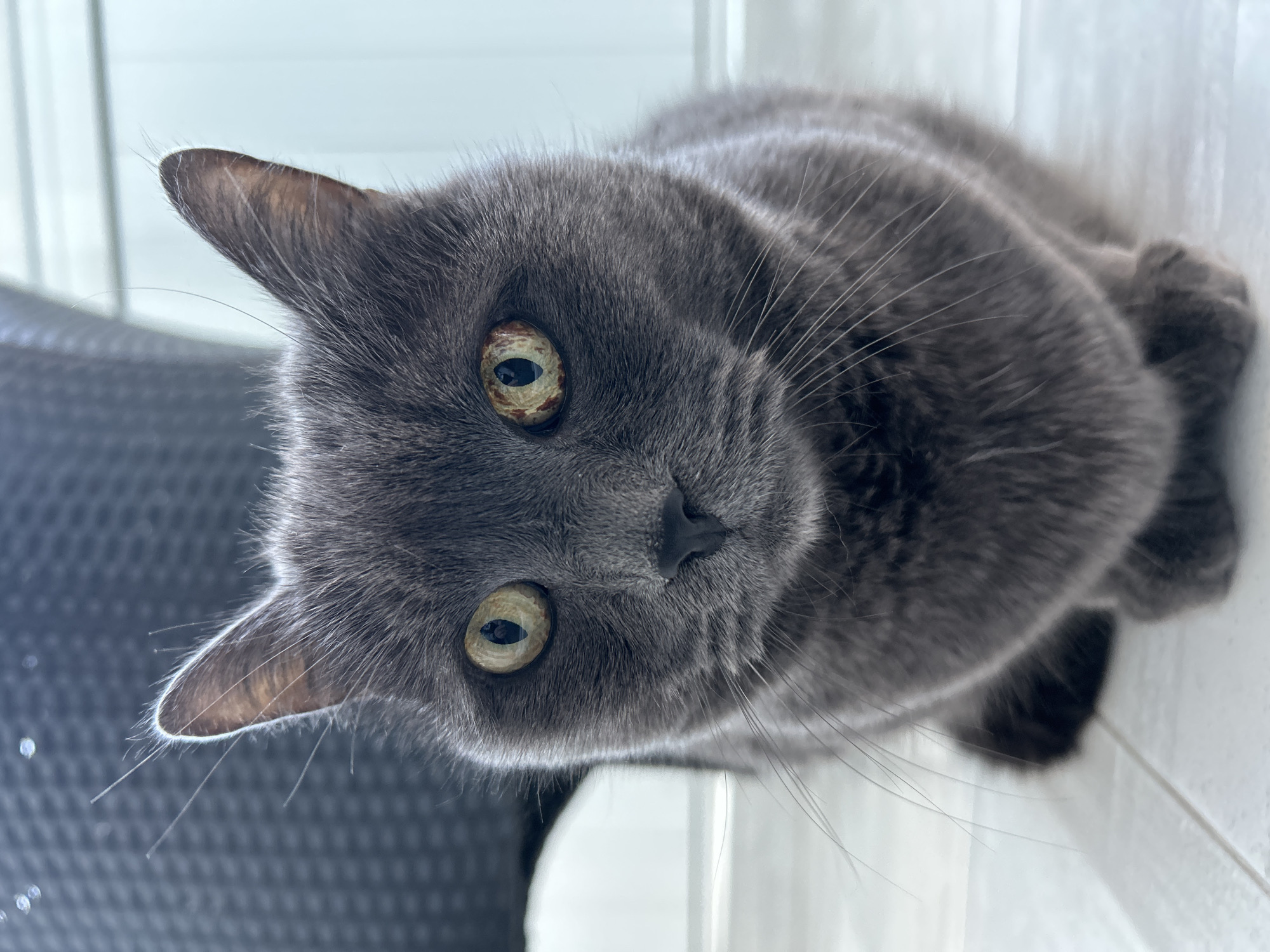 A gray cat with yellow-green eyes stares directly at the camera. The cat is positioned close to the lens, resulting in a slightly distorted, wide-angle view. The cat's face dominates the image, with its head slightly tilted to the left. The background is blurred, revealing hints of a dark gray textured surface to the left and a bright white surface to the right. The details of the cat's fur and whiskers are visible. The image does not contain any information about Veliko Tarnovo, Bulgaria.
