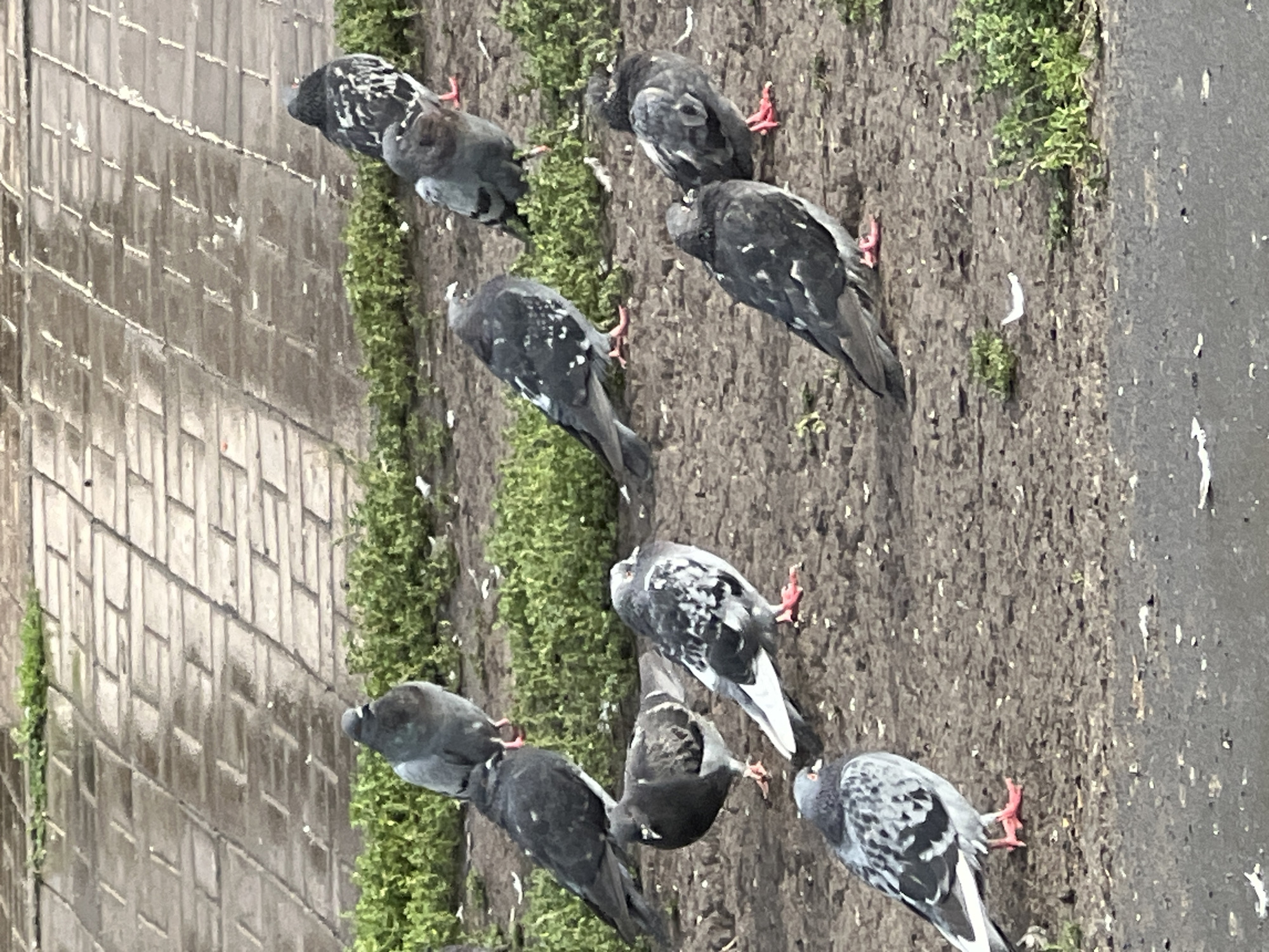 A flock of pigeons is gathered on a dirt and gravel surface. In the background, a wet, tiled walkway is visible, suggesting recent rainfall. Some green vegetation is present along the edge of the walkway. The scene appears to be an urban environment in Novosibirsk, Russia, likely a public space such as a park or plaza.