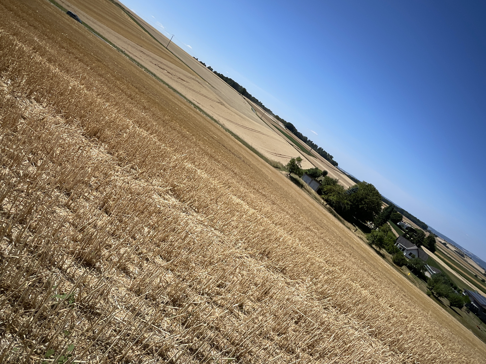 This is a slightly angled, wide shot of a harvested wheat field under a bright blue sky in Seigertshausen, Germany. The foreground is filled with the stubble of cut wheat stalks, creating a textured, golden-brown carpet. In the mid-ground and background, the landscape unfolds with more fields, some appearing to be recently harvested and others still with standing crops, distinguished by varying shades of yellow and brown. A line of trees runs diagonally across the scene, separating some of the fields. Several houses with dark roofs and white walls are nestled among the trees, with solar panels visible on one rooftop. A dirt road is visible, and in the far distance, a utility pole stands against the clear sky. The overall impression is one of rural agricultural activity on a sunny day.
