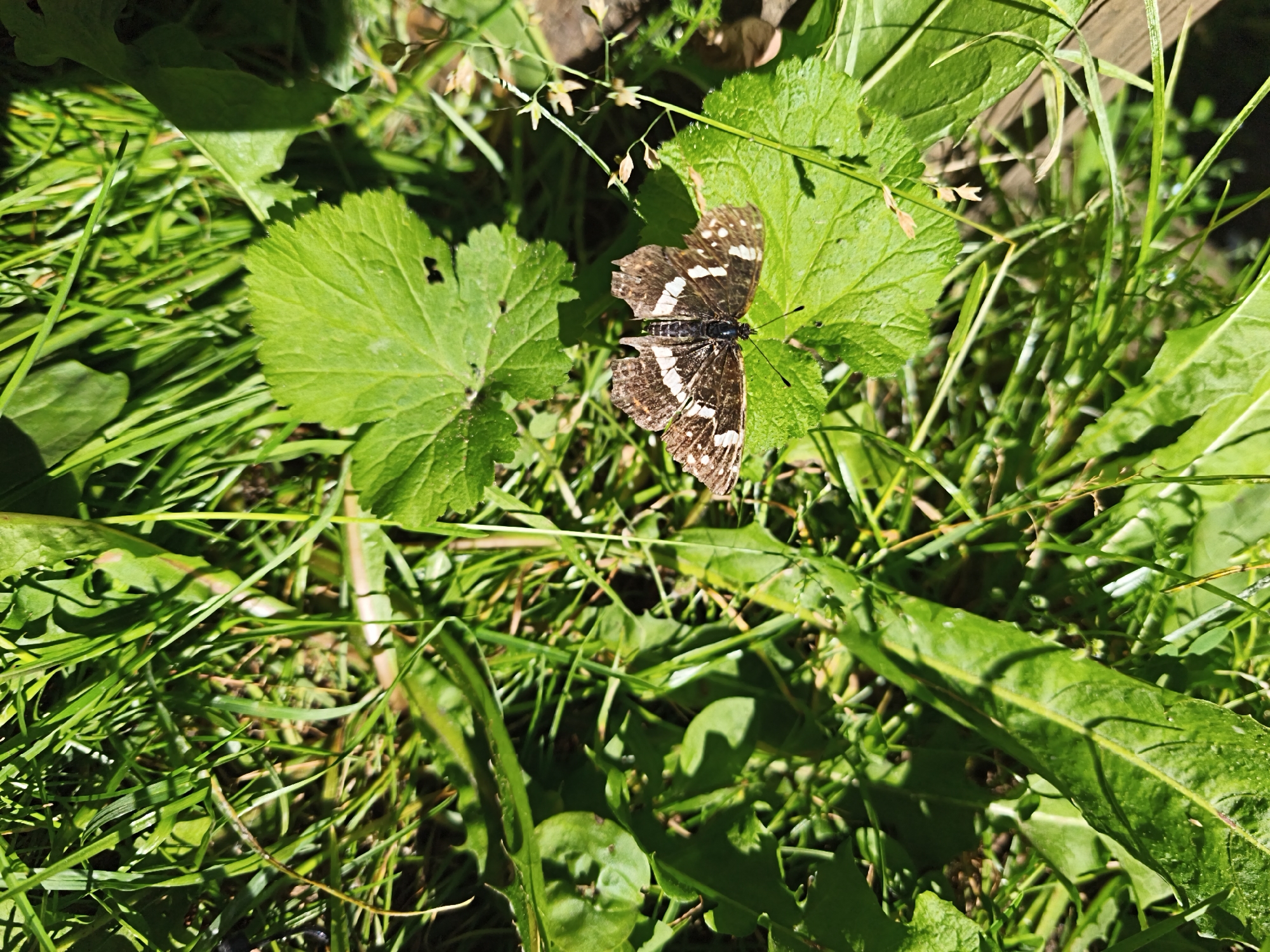 The image shows a brown and white butterfly resting on a green leaf in a grassy area. The butterfly has its wings spread open, revealing a pattern of white markings on a brown background. The surrounding environment is lush green grass and other foliage, with some dry leaves and twigs visible. The lighting suggests it is daytime, with sunlight filtering through the leaves, creating shadows. The scene appears to be in a natural outdoor setting, possibly a park or garden. There are no people or man-made structures clearly visible. The image is taken from a slightly elevated angle, looking down at the butterfly.