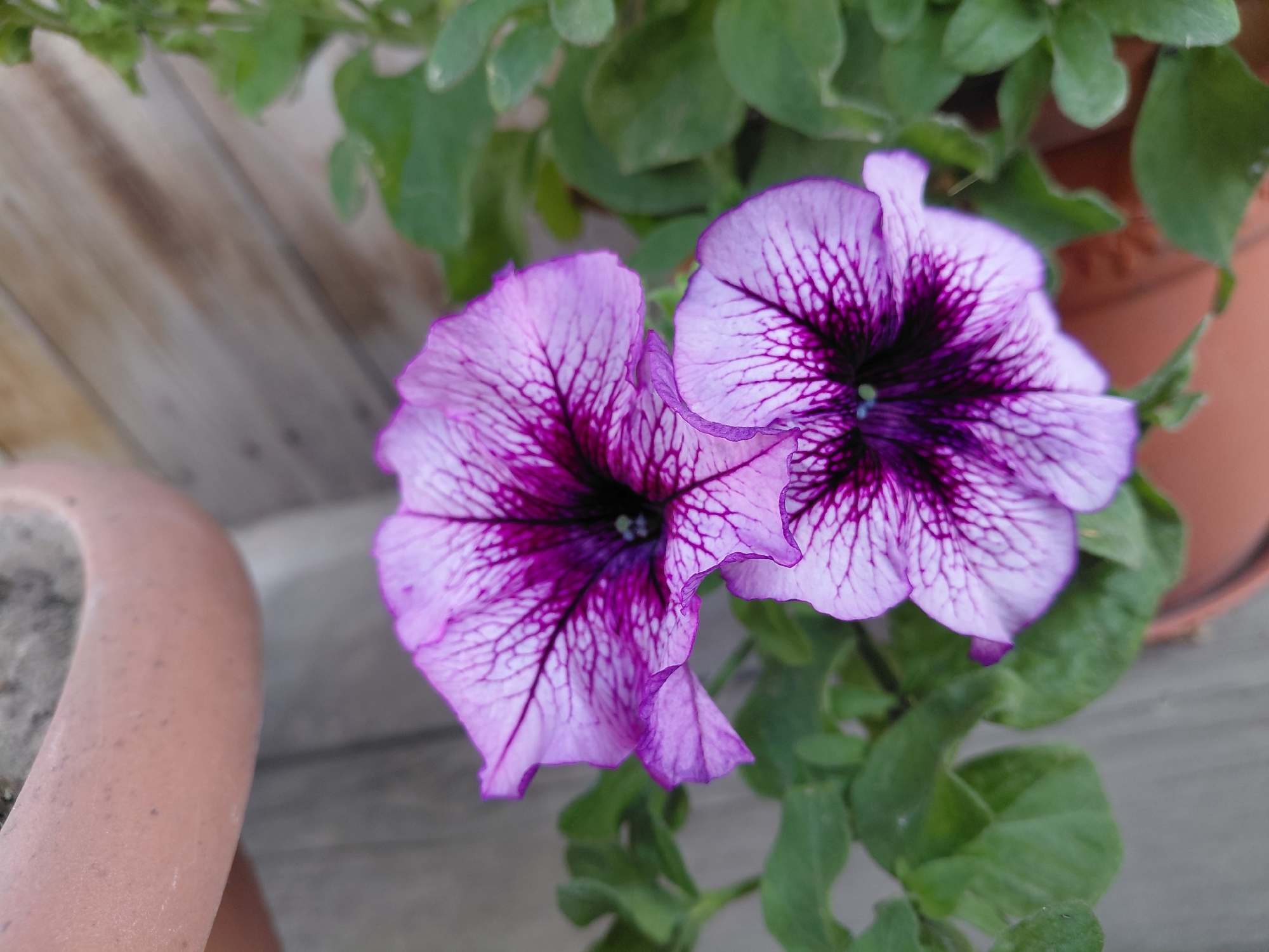 Two purple and white petunias bloom in a pot, with green leaves surrounding them. In the background, a blurred wooden fence and a terra cotta pot are visible. The image appears to be taken outdoors. There is no visible indication of the location being in Novosibirsk, Russia.