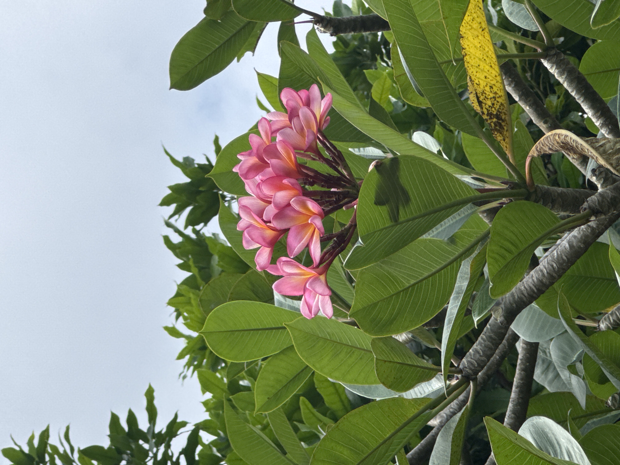 The image shows a cluster of pink and yellow plumeria flowers surrounded by large, green leaves. A few branches are visible, along with one yellow leaf that appears to be decaying. The background is a pale sky. The location is likely Kuta Selatan, Indonesia, given the prevalence of plumeria trees in that area. No people are visible.