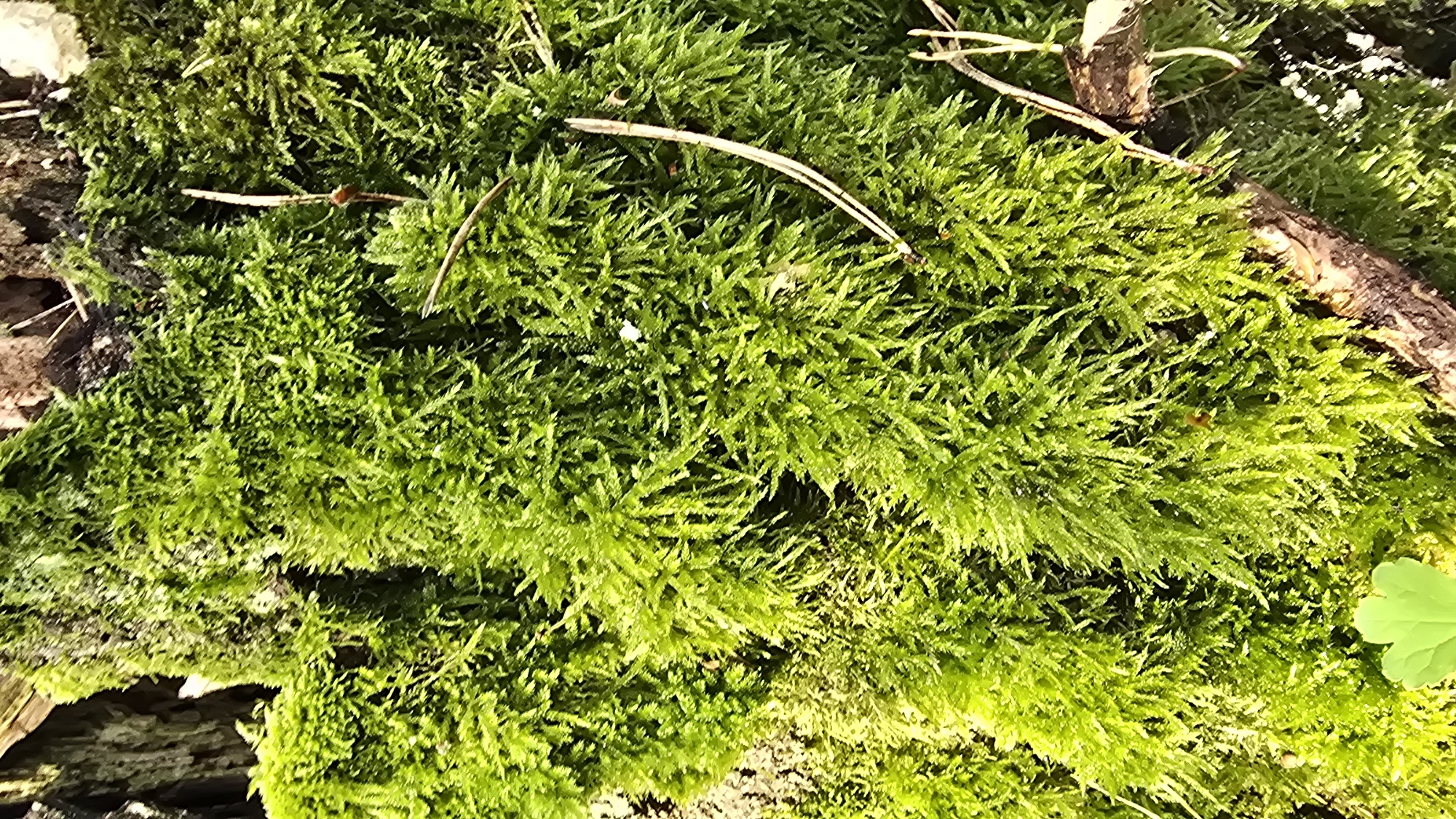 This is a close-up, overhead photograph of vibrant green moss growing on the bark of a tree. The moss is thick and covers the majority of the visible surface, with some darker bark showing through in places. There are a few dry pine needles and thin twigs interspersed within the moss. In the lower left corner, a single, small, bright green leaf is visible. The lighting suggests it is daytime, with sunlight illuminating the moss and creating highlights. The image appears to be taken in a natural setting, likely a forest or wooded area, and there is no indication of any urban environment or specific location within the city of Huiva, Ukraine. No people, actions, or interactions are depicted.