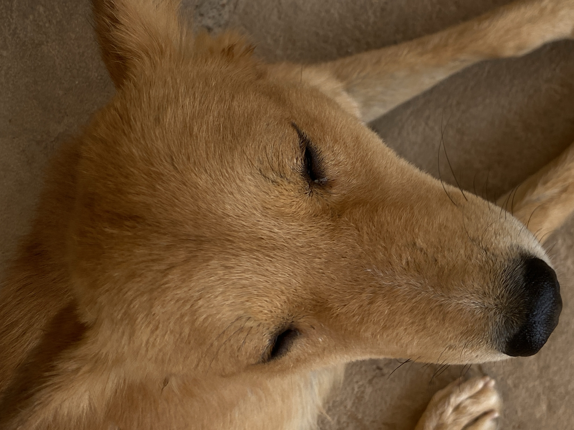 Close-up, top-down shot of a light brown dog with a black nose and closed eyes, resting on a tan surface. The dog's fur appears short and smooth. A paw is visible in the lower right corner. The location and other details are not determinable from the image.