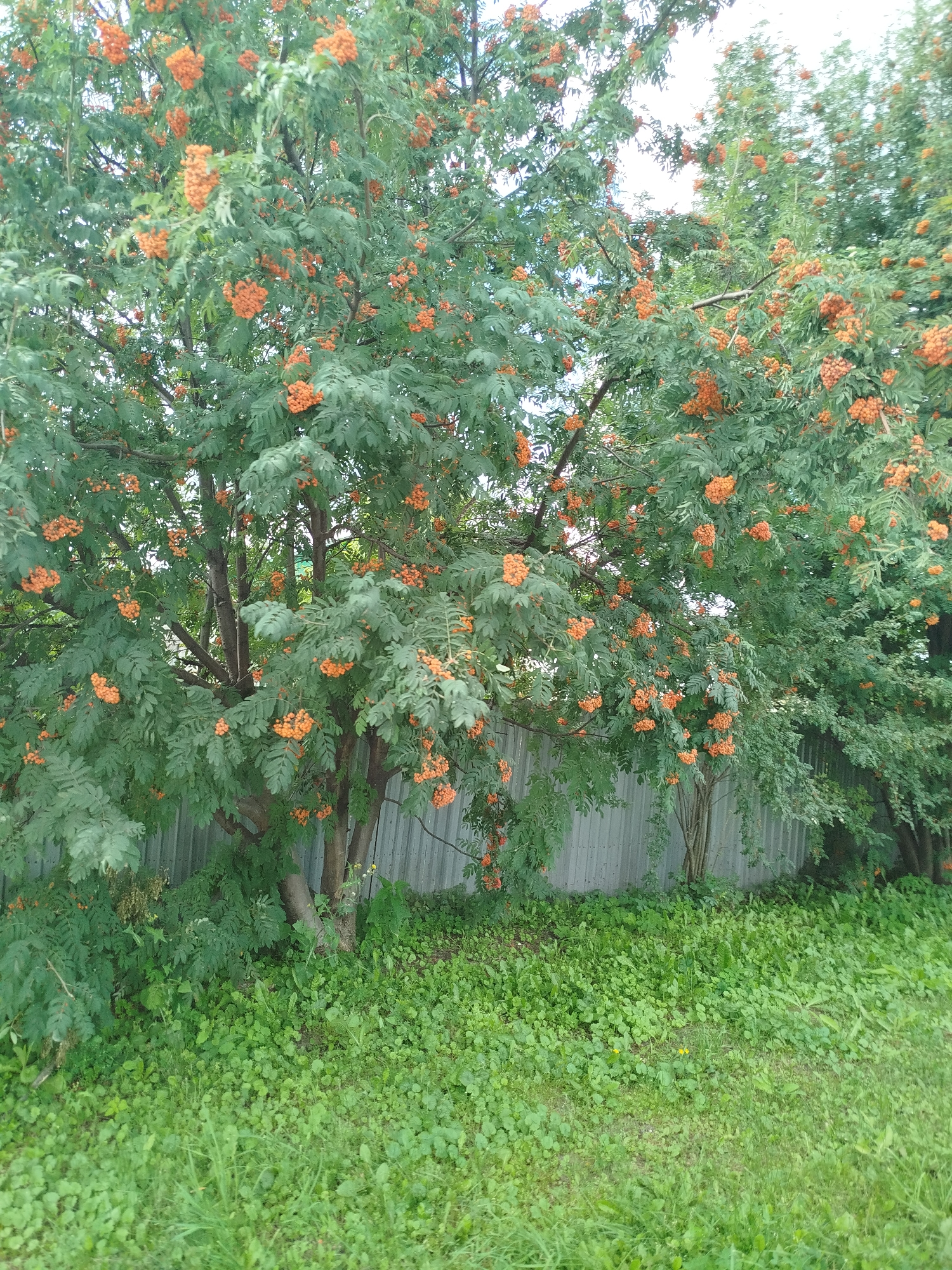 The image shows a rowan tree with bright orange berries and green leaves, situated in front of a wooden fence. Lush green grass covers the ground, with some smaller plants and weeds interspersed. The scene appears to be a residential area in Zavodoukovsk, Russia, likely a backyard or a street. The weather is overcast, as indicated by the diffused light and bright sky. There are no people or animals visible in the frame. The focus is on the natural elements of the scene, highlighting the vibrant berries of the rowan tree against the backdrop of the fence and greenery.