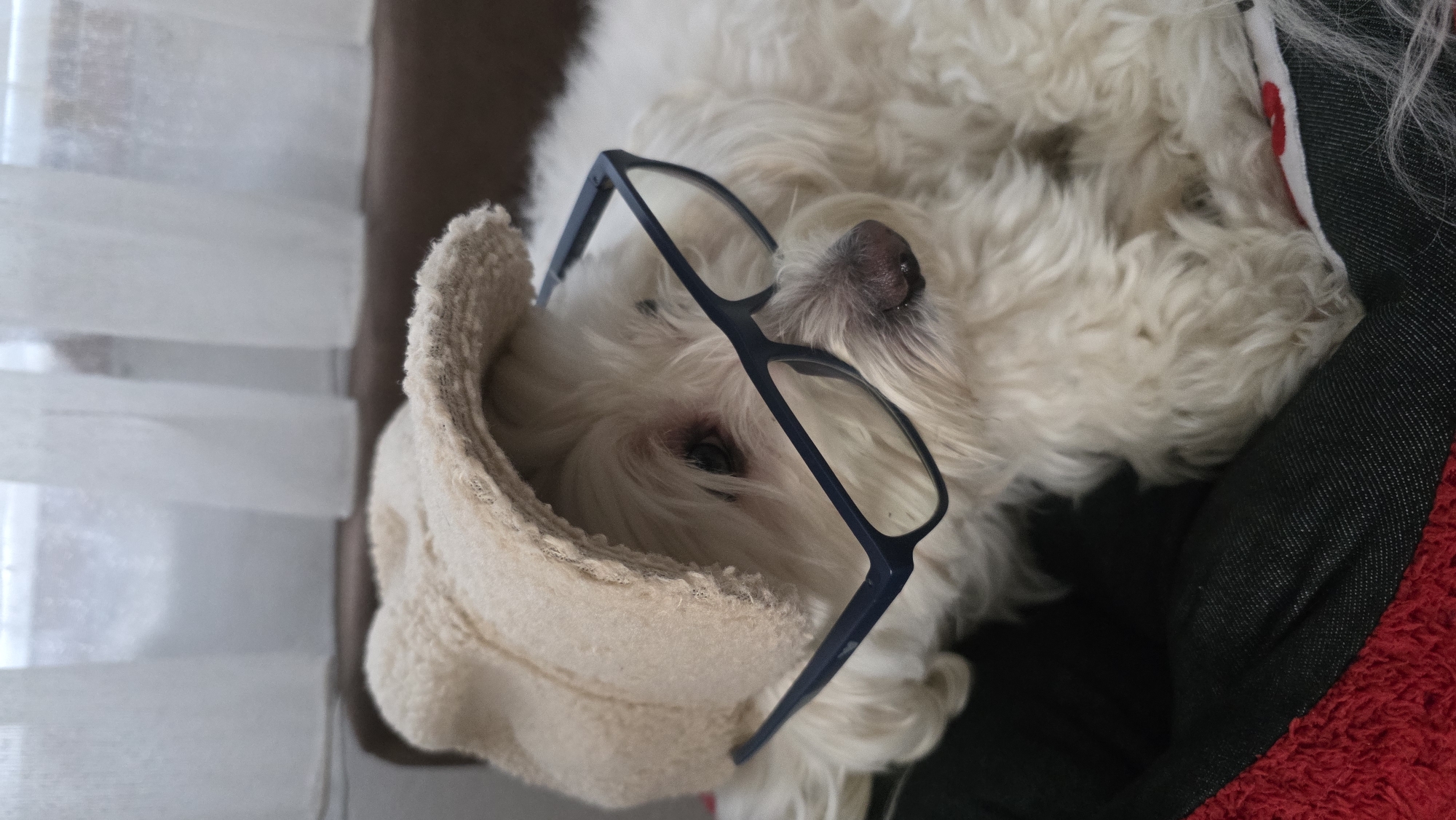A small, fluffy white dog is captured in a close-up, vertical shot, lying comfortably indoors. The dog, likely a Maltese or similar breed with long, shaggy white fur, is adorned with dark-framed reading glasses resting on its nose and face, giving it a studious or comical appearance. Part of its head is covered by a soft, light beige, textured fabric, resembling a hood or a small blanket. One eye is partially visible behind the left lens of the glasses, and its dark nose is prominent above the frames.
The dog is nestled into a pet bed or cushion, featuring dark grey or black fabric on one side and a vibrant, fluffy red material on the other. In the background, a window with horizontal white blinds or sheer curtains provides soft, natural lighting, suggesting it is daytime. The overall scene conveys a sense of warmth, rest, and playful humor, as the dog seems to be relaxing in a distinctly human-like fashion. There is no visible text in the image.
