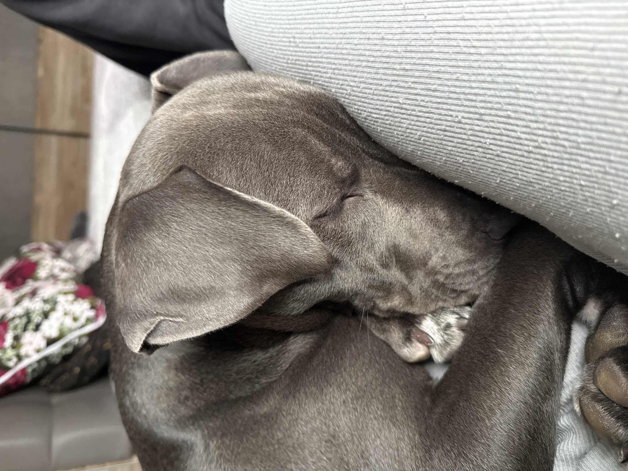 A gray, short-haired dog is sleeping, curled up against a light gray cushion. Part of a floral patterned pillow is visible to the left. The setting appears to be indoors on a gray surface.