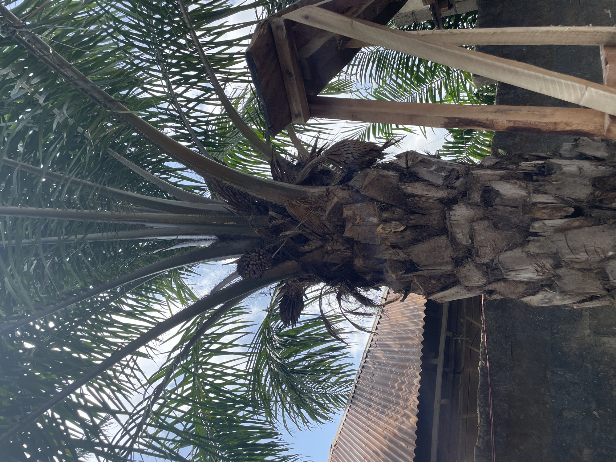 An upward-looking shot of a palm tree with green fronds and brown trunk. The tree is positioned close to the side of a building with a corrugated metal roof and a wooden structure attached to its side. The background is a partly cloudy sky with patches of blue visible. The location is Akwanga, Nigeria.