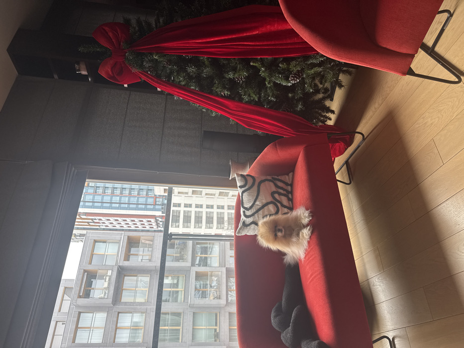 An interior scene depicts a modern living space with a large window offering an urban view. In the central foreground, a light brown Pomeranian dog sits erect on a curved, two-seater red fabric sofa with black metal legs. A white decorative pillow with black abstract patterns rests on the sofa to the dog's right, and a black, possibly rolled-up, fabric item is on the sofa to its left. To the right of the sofa, an artificial green Christmas tree stands on a light wood floor, adorned with a large red velvet bow at the top and two long, cascading red velvet ribbons. Several pinecones are visible on the tree branches. A partial view of a matching red fabric armchair with black metal legs is visible on the far right. Dark gray Roman blinds partially obscure the top of the window.
Through the window, multiple modern, multi-story buildings are visible under an overcast sky. Immediately across, a prominent gray residential building features a modular design with individual, projecting, glass-fronted balconies. Further in the background, a taller, slender building displays a facade with vertical sections of blue, white, and red. Another lighter-colored multi-story building is visible in the distance. The architecture, specifically the distinctive modular residential building, identifies the location as the **Browary Warszawskie complex in the Wola district of Warsaw, Poland.**