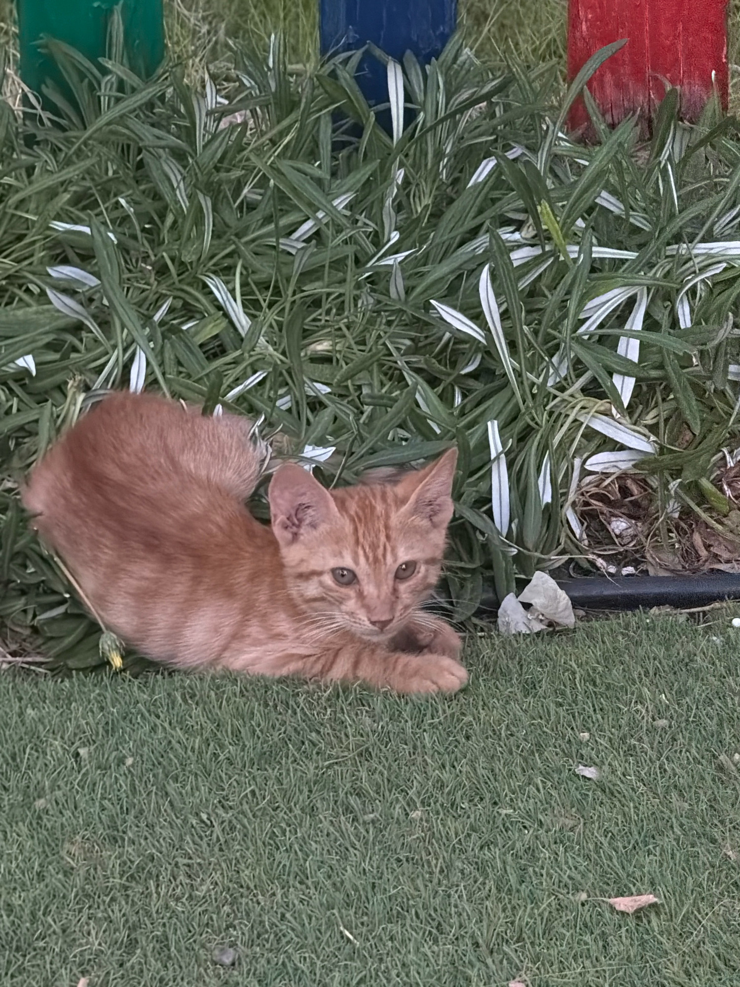 An orange tabby kitten lies on a patch of green grass in front of a dense bed of green and white striped foliage. The foliage is backed by a vertical wooden post painted red. In the background, out of focus, are posts painted green and blue. The scene appears to be an outdoor garden or park setting.