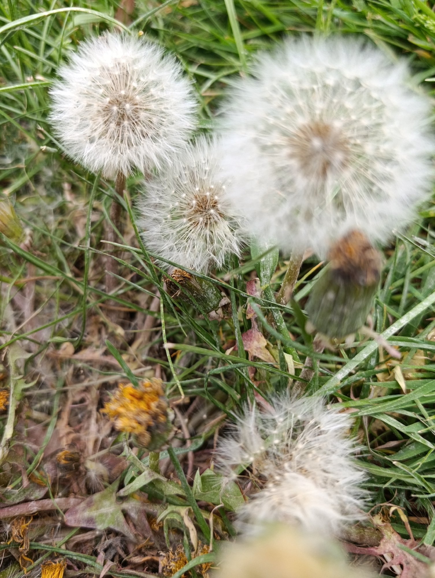 The image depicts a close-up of dandelions in various stages of life, growing amidst green grass and dried vegetation. The foreground contains a partially blurred dandelion in seed, while the midground features three dandelions in full seed head, with another flower in bud form. Yellow and decaying floral remnants are visible in the lower portion of the image. The scene is set in a grassy area, potentially a lawn or field. The location is Unknown, Unknown.