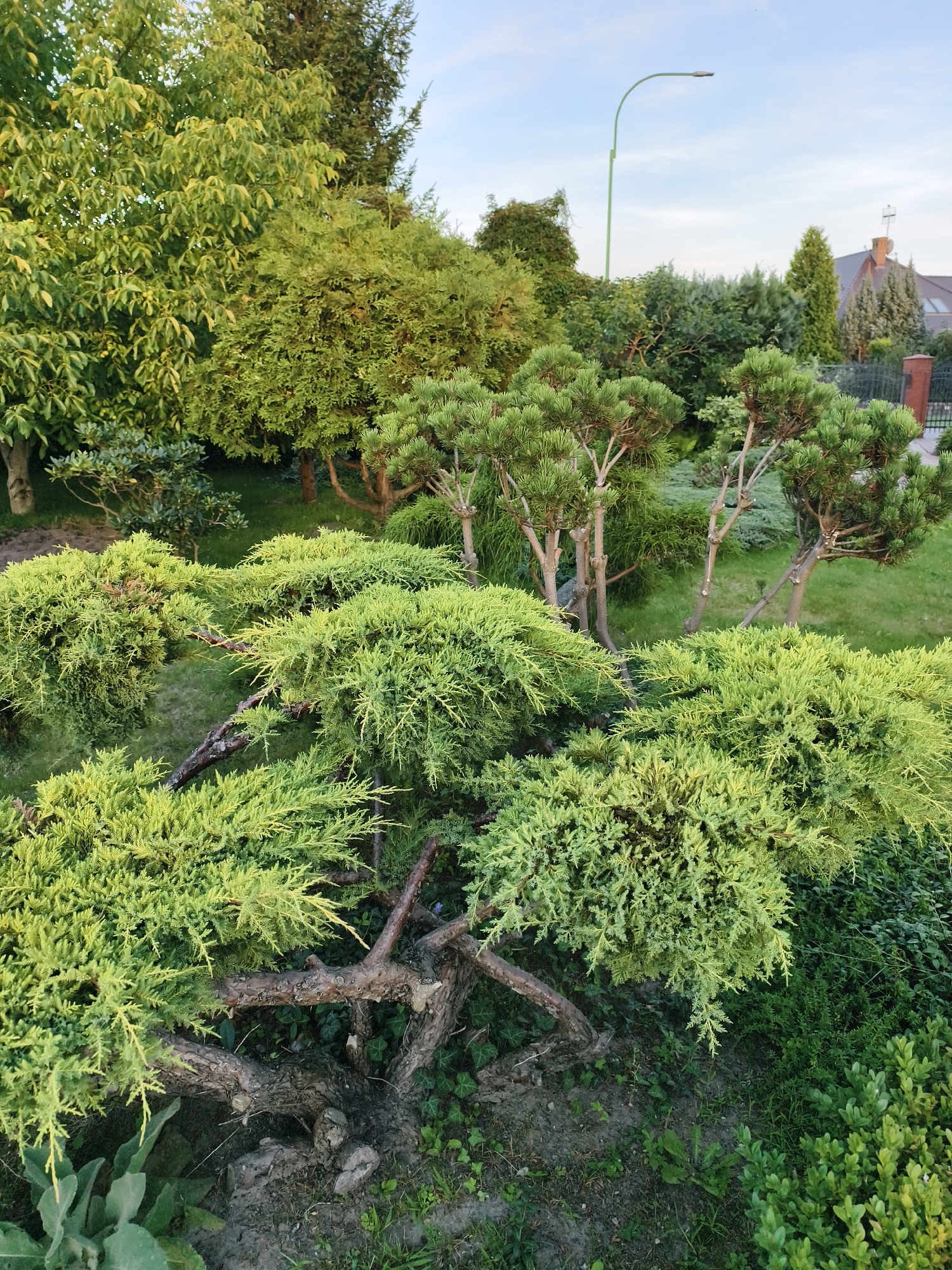 This image depicts a well-maintained garden with a variety of evergreen shrubs and trees, including what appears to be a Juniper bush in the foreground with its characteristic twisted trunk and feathery foliage. Behind it, several conifer trees, possibly pine, are visible. In the background, a street lamp with a curved green pole stands against a pale blue sky. Further in the distance, rooftops of houses with chimneys are visible, suggesting a residential area within the city of Tczew, Poland. The ground is covered with green grass and some patches of soil. No people or animals are present in the image. The overall scene conveys a sense of tranquility and orderliness.