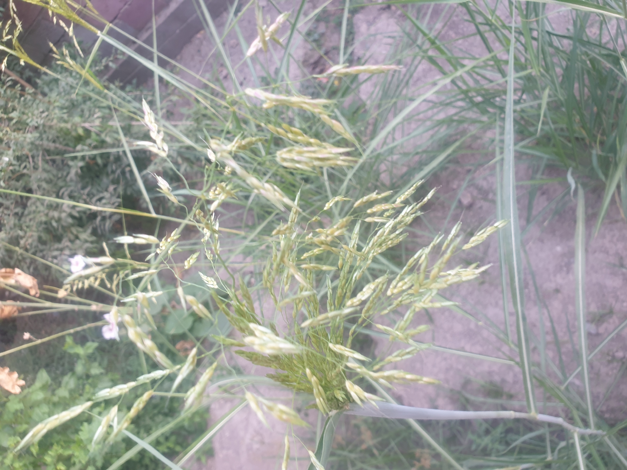 The image depicts a close-up, low-angle view of tall, green grass with seed heads, characteristic of a garden or natural outdoor setting. The grass features long, slender leaves and stalks bearing numerous small, pointed seed clusters in various stages of development, ranging from pale green to a yellowish hue. The ground beneath is a muted, sandy or earthy color, suggesting a dry or well-drained soil. In the background, out-of-focus elements suggest other vegetation, possibly shrubs or trees, and a hint of a wooden fence to the right. The overall impression is one of a common, uncultivated area within an urban environment like Sharg'un, Uzbekistan. There are no people or animals visible in the frame. The lighting is natural, with a slightly overcast or diffused quality.