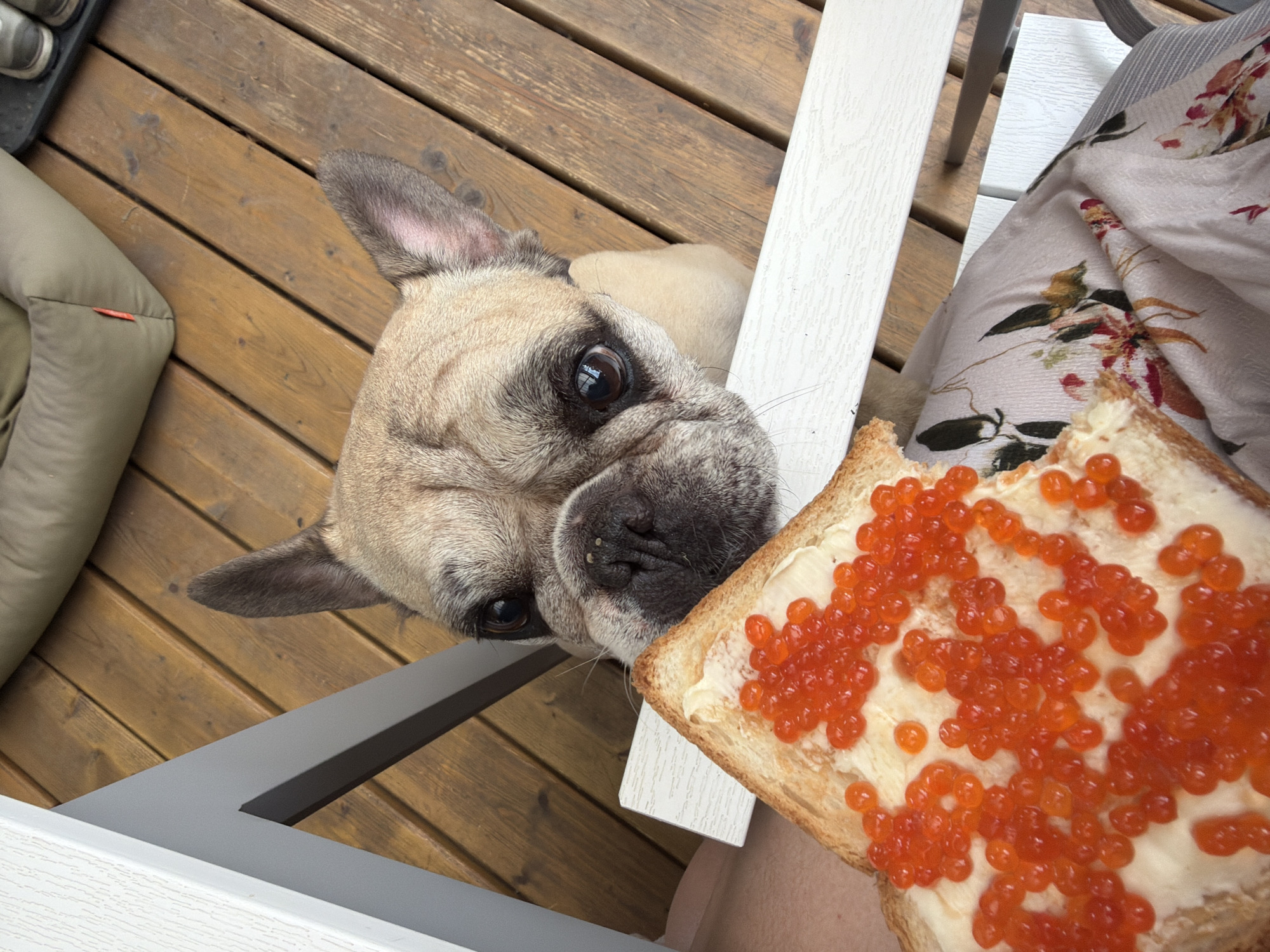 A fawn-colored French Bulldog stares intensely at a piece of toast topped with butter and red caviar. The toast is held near the dog. The dog is sitting on a chair on a wooden deck. A beige dog bed is visible to the left. A floral-patterned dress or tablecloth is also visible. The location is unknown, but it is suggested to be in the city of Tarasovka, Russia. There are no people visible in the image.