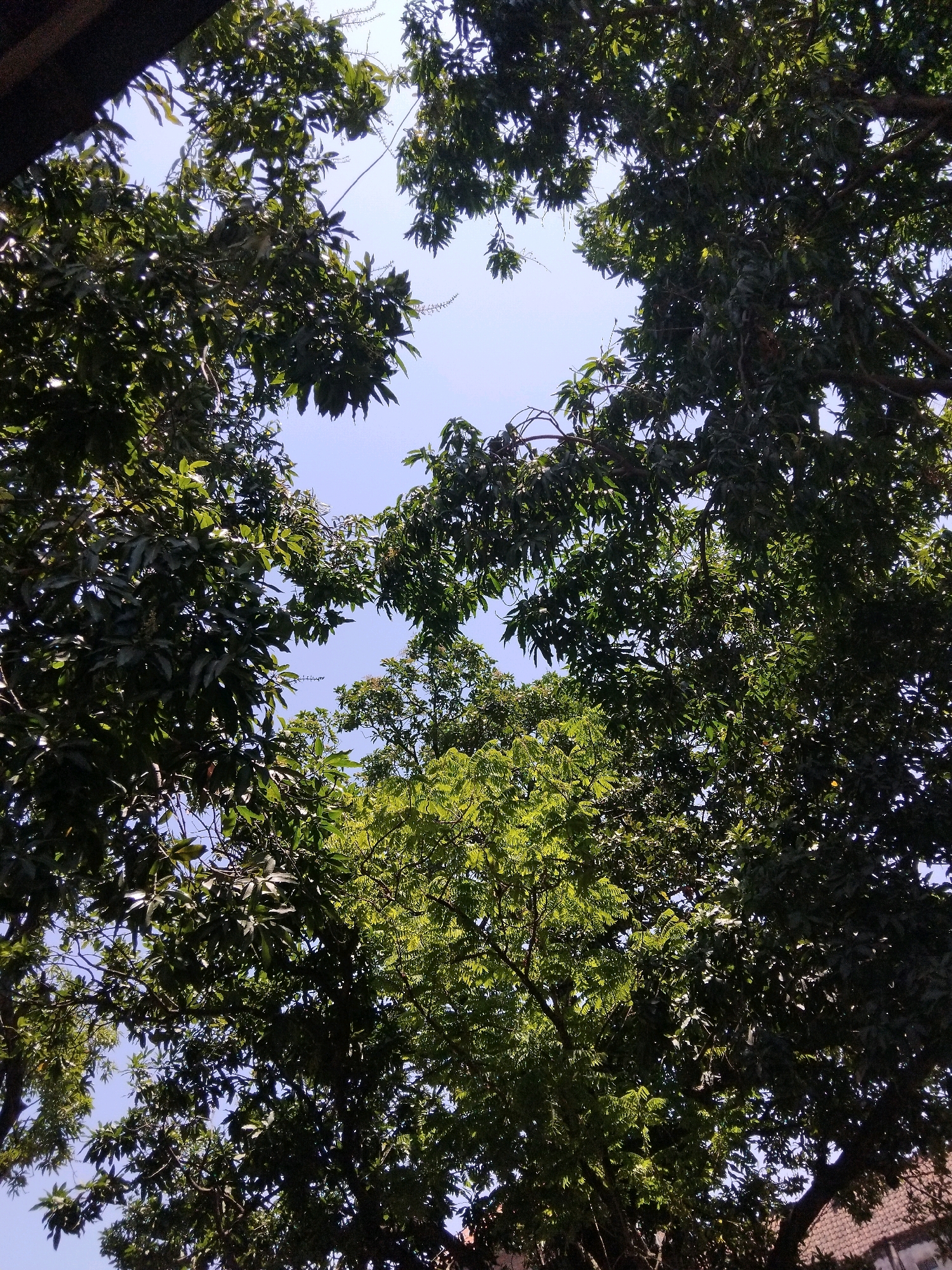 The image shows a view looking up through the canopy of trees towards a clear blue sky. The leaves of the trees are predominantly green, with some darker, more shaded areas and some lighter, sunlit patches. The branches of the trees are visible, some thick and dark, others thinner and more delicate. The foliage creates an irregular, organic frame against the sky. The scene is likely an outdoor environment, possibly a park, garden, or a natural area within the city of Kepuh Kiriman, Indonesia. The lighting suggests it is daytime. There are no people or visible structures within the frame of the trees, only the natural elements of the foliage and the sky.