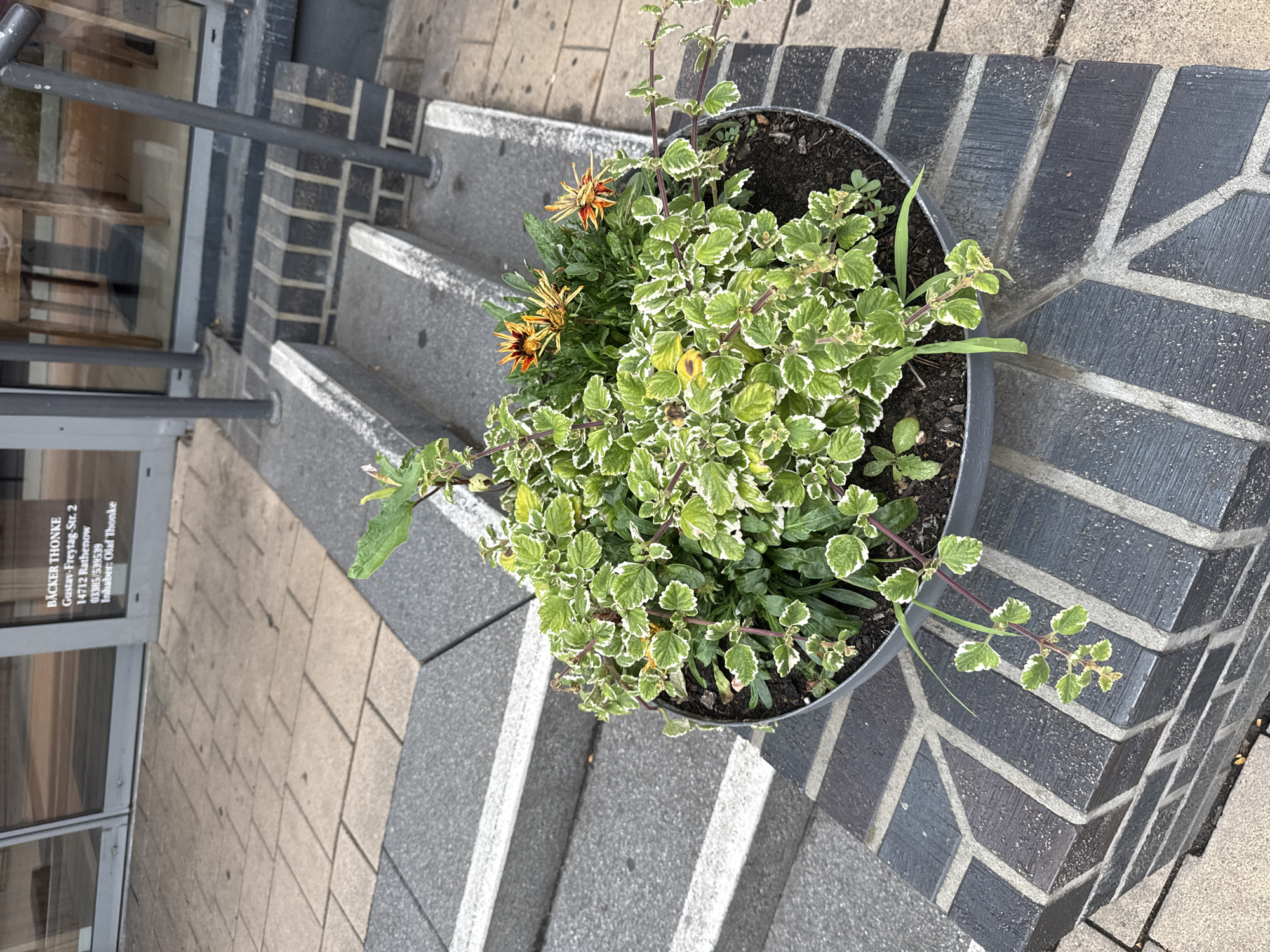 This media file shows a potted plant with green and white variegated leaves and orange flowers, placed on a set of outdoor stairs. The stairs are made of stone and brick, with a metal handrail. To the left of the stairs, a glass door with text on it is visible. The text on the door reads: "BÄCKER THONKE Gustav-Freytag-Str. 2 14712 Rathenow 03385/539539 Inhaber: Olaf Thonke". The scene appears to be outdoors during the daytime, likely in a commercial area, given the bakery's name and address. There are no people visible in the image. The focus is on the plant and the immediate surroundings, suggesting an aesthetic or commercial interest in the potted plant as a decoration for the entrance. The lighting suggests it is a sunny day. The overall impression is one of a well-maintained commercial entrance with a touch of greenery.