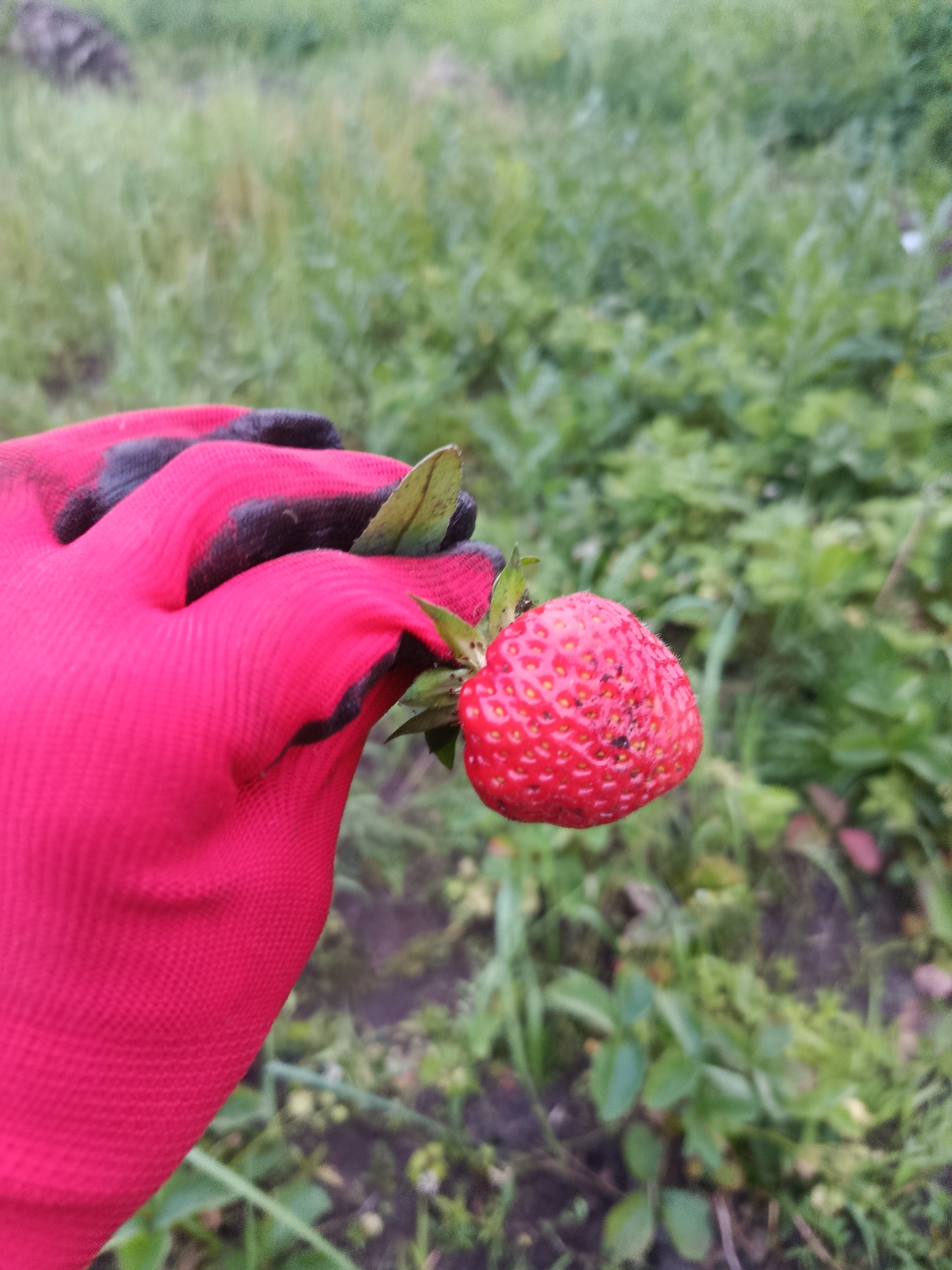 A hand wearing a red glove is holding a single ripe strawberry outdoors. The strawberry is bright red with visible seeds and some dark spots, possibly from insects or blemishes. A green leaf is attached to the strawberry. The background is out of focus and appears to be a garden or field with green foliage and soil. The image was taken in Verеya, Russia.
