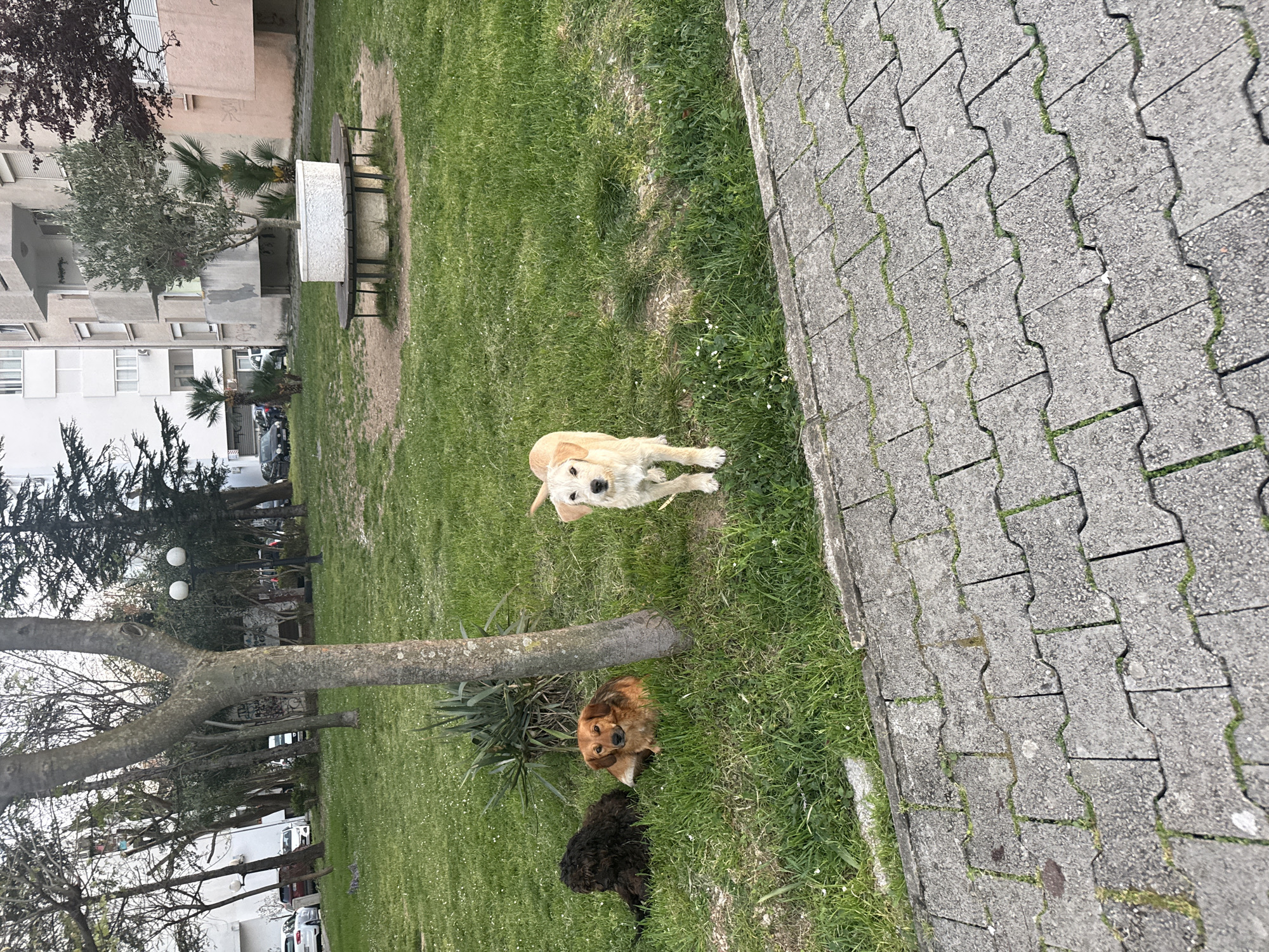 The image shows a grassy park area with a sidewalk made of interlocking gray paving stones on the right. Three dogs are visible on the grass. One is light-colored and standing near the upper center of the image. Another dog is reddish-brown and is sitting at the base of a tree. A third dog, with black fur, is lying behind the reddish-brown dog. In the background, there are trees, buildings, and parked cars. A concrete bench is in the center of the image.